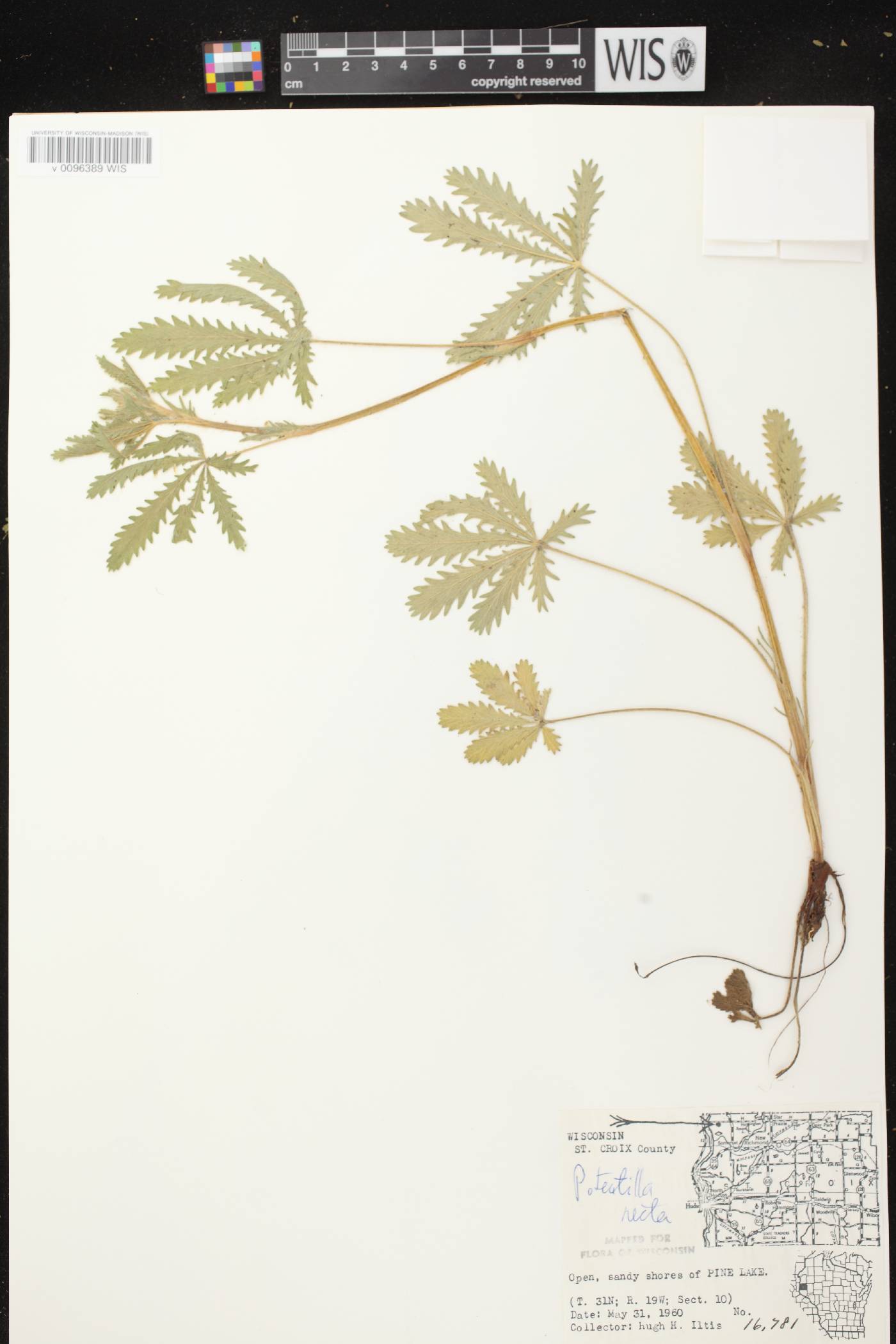 Potentilla recta image