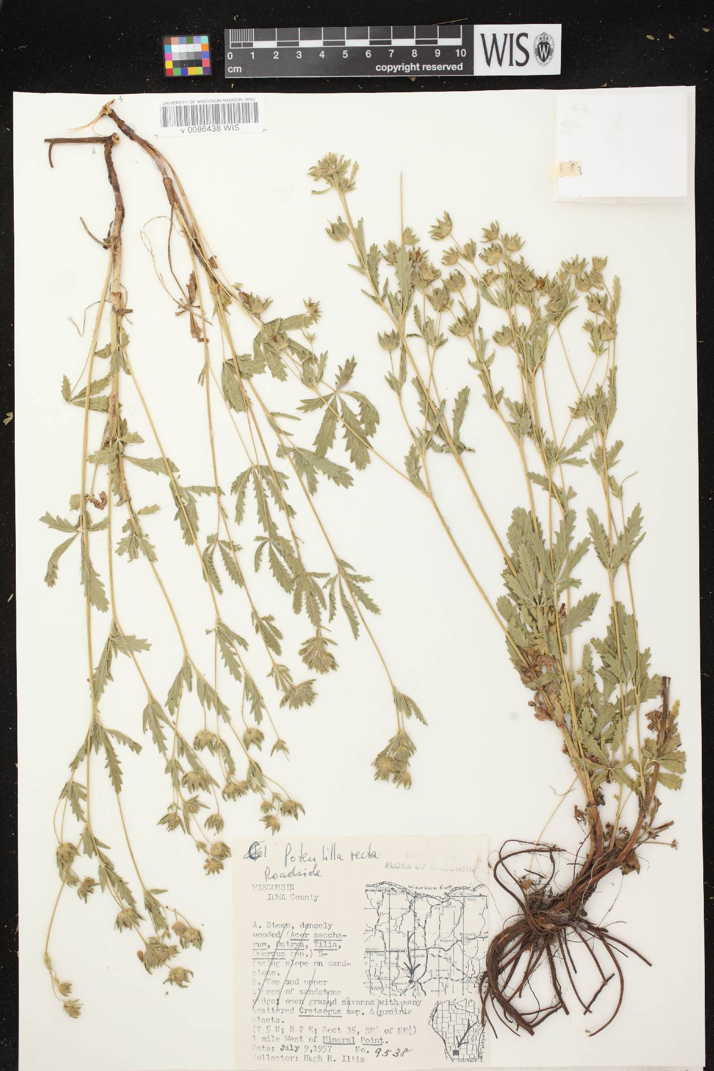 Potentilla recta image