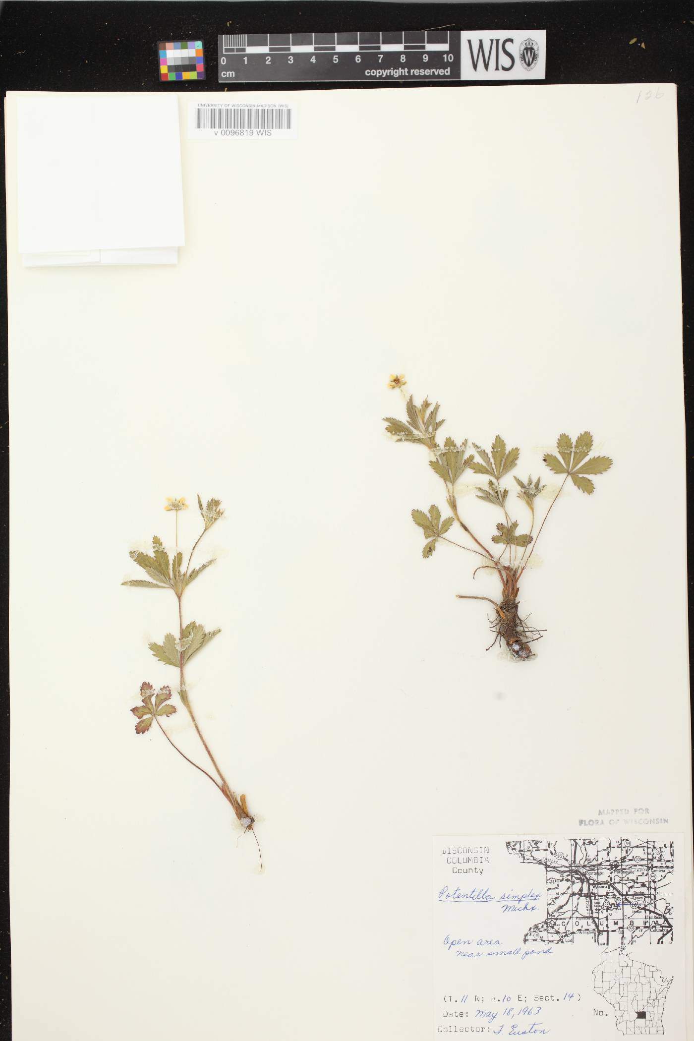 Potentilla simplex image