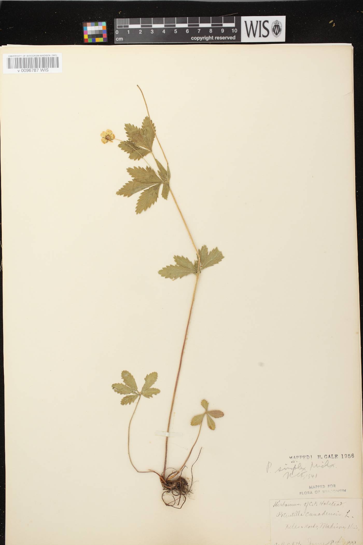 Potentilla simplex image