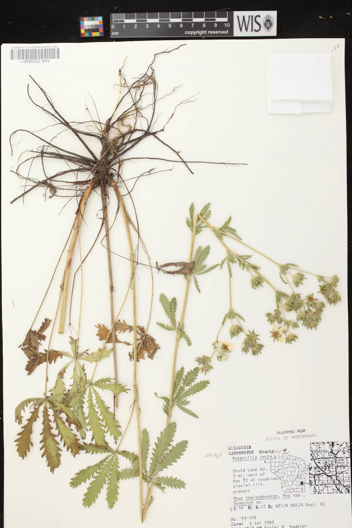 Potentilla recta image