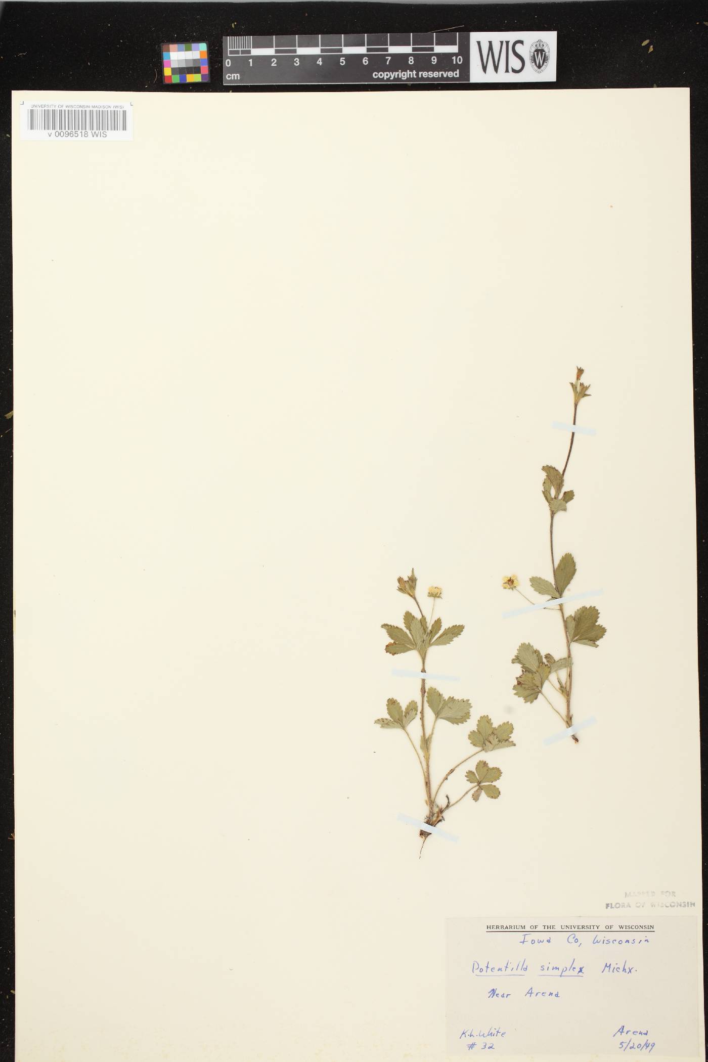 Potentilla simplex image