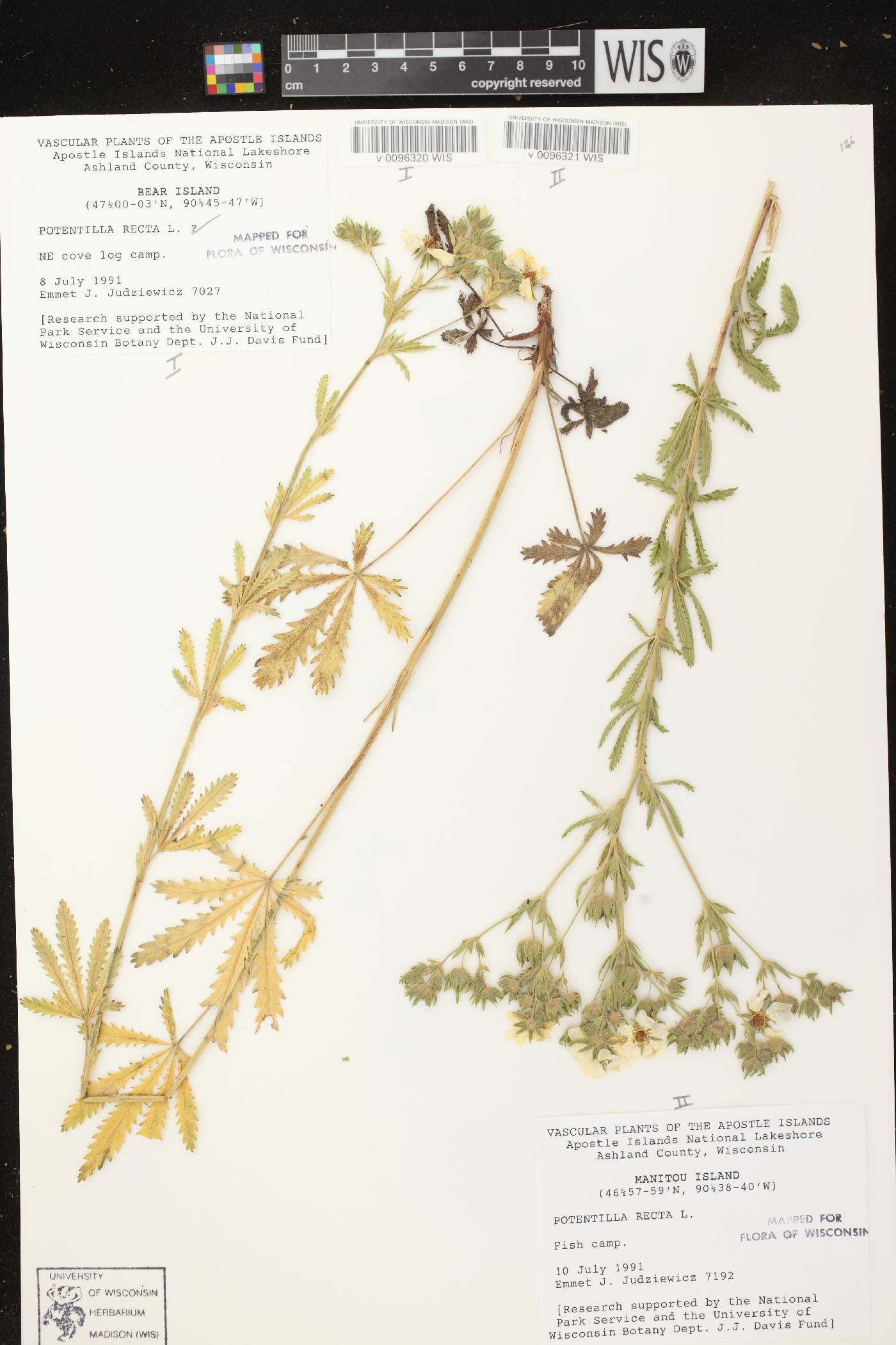 Potentilla recta image