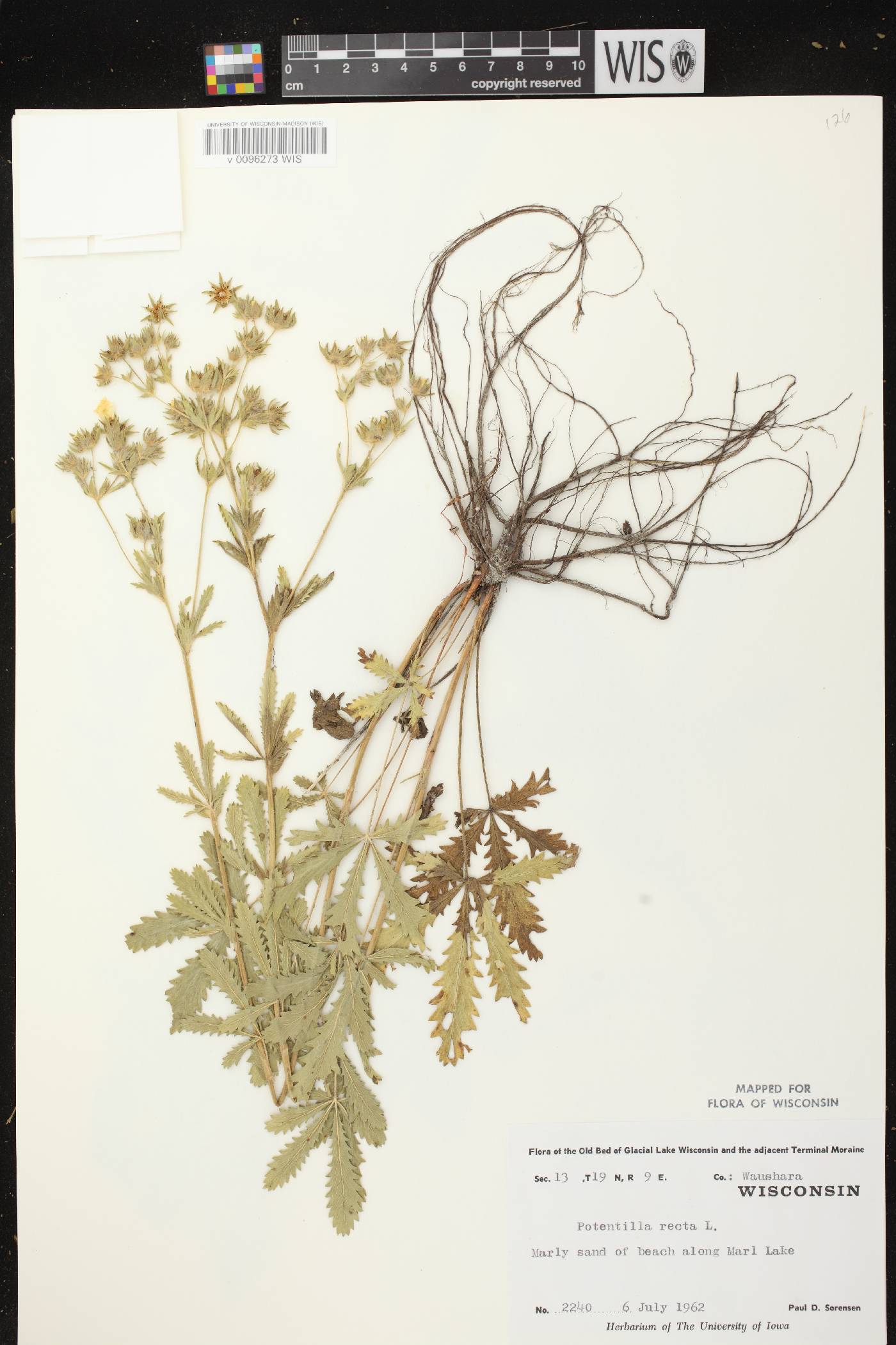 Potentilla recta image
