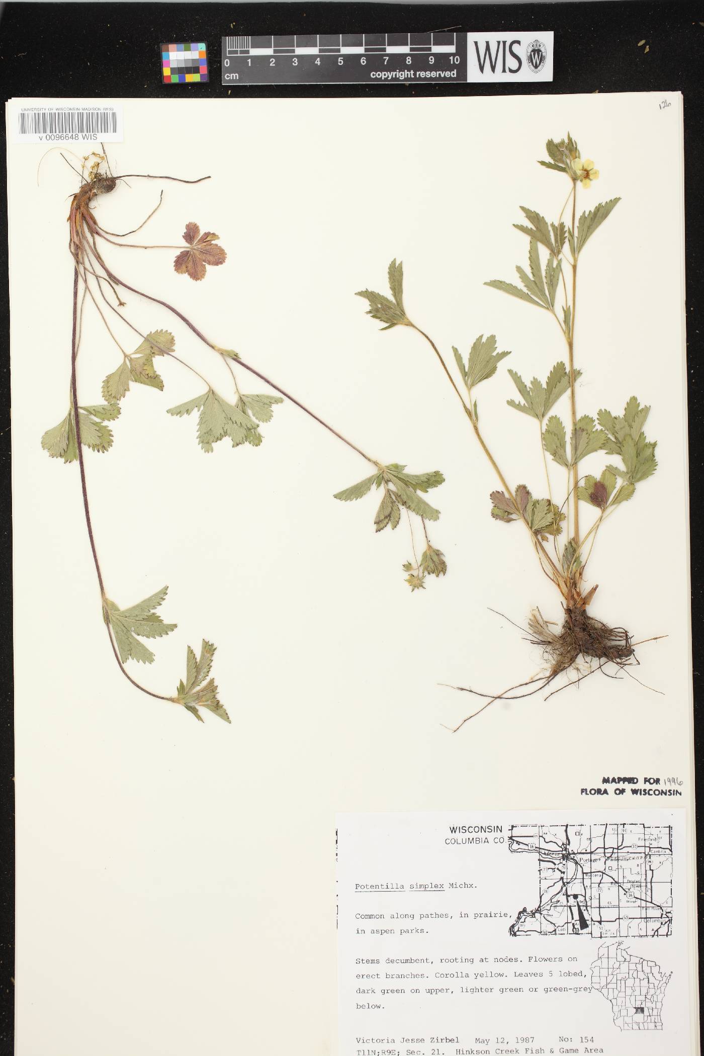 Potentilla simplex image