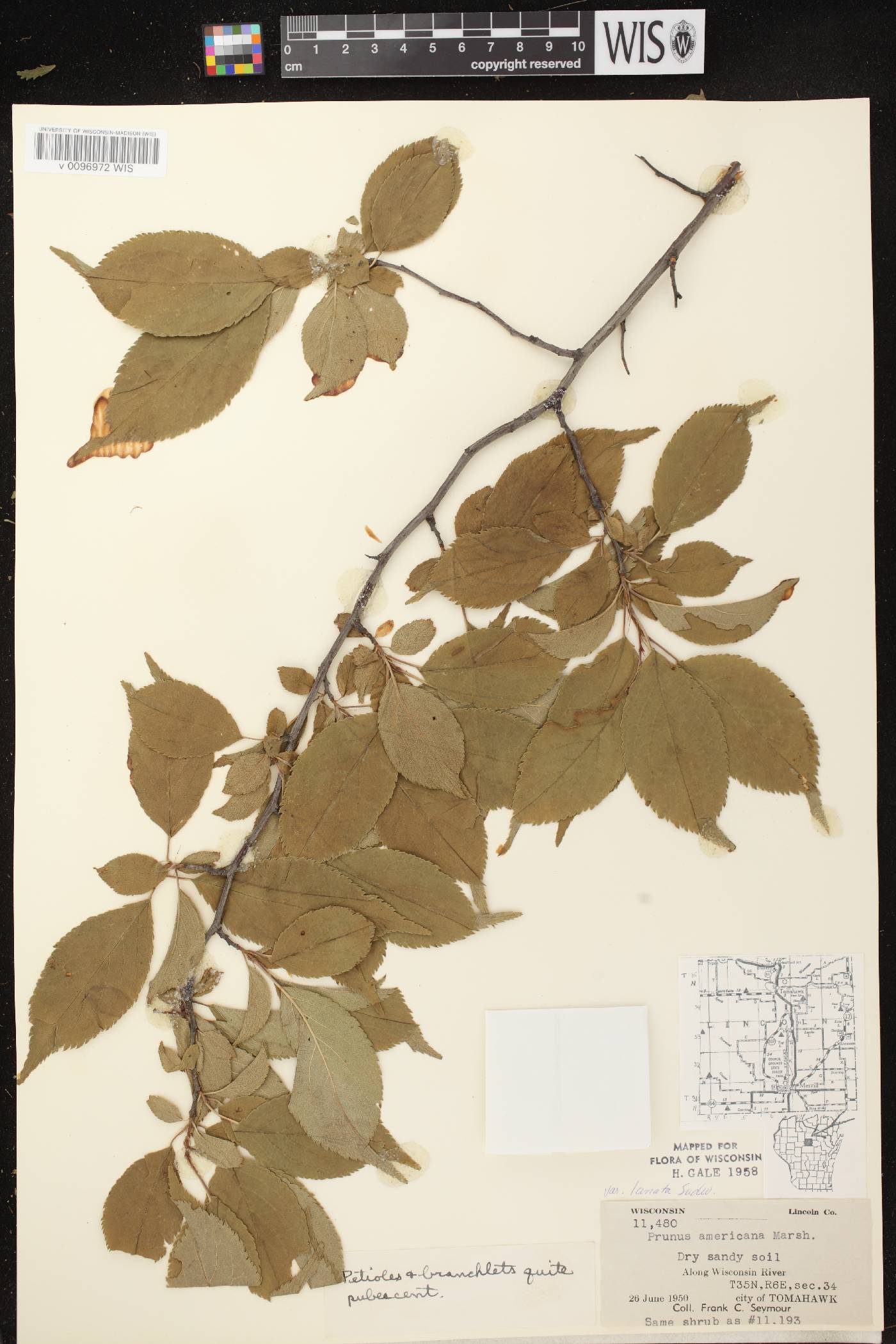 Prunus americana image