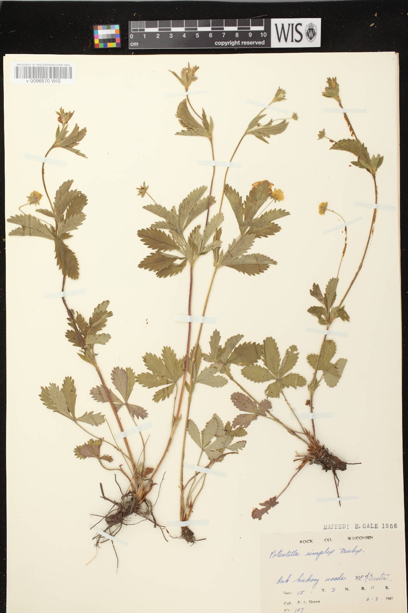 Potentilla simplex image