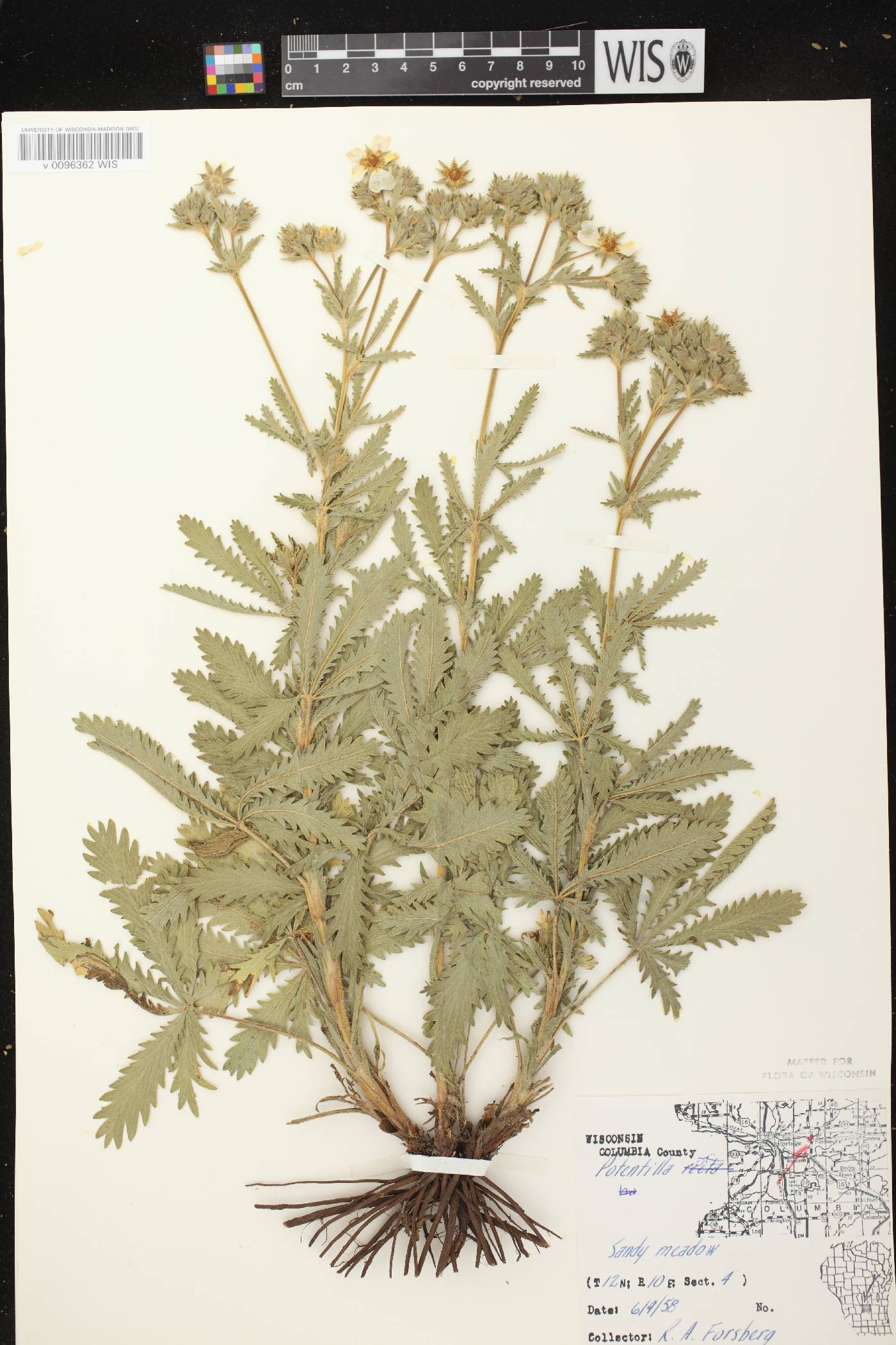 Potentilla recta image