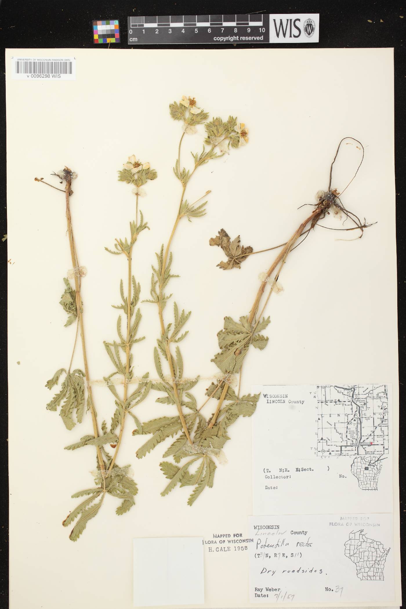 Potentilla recta image