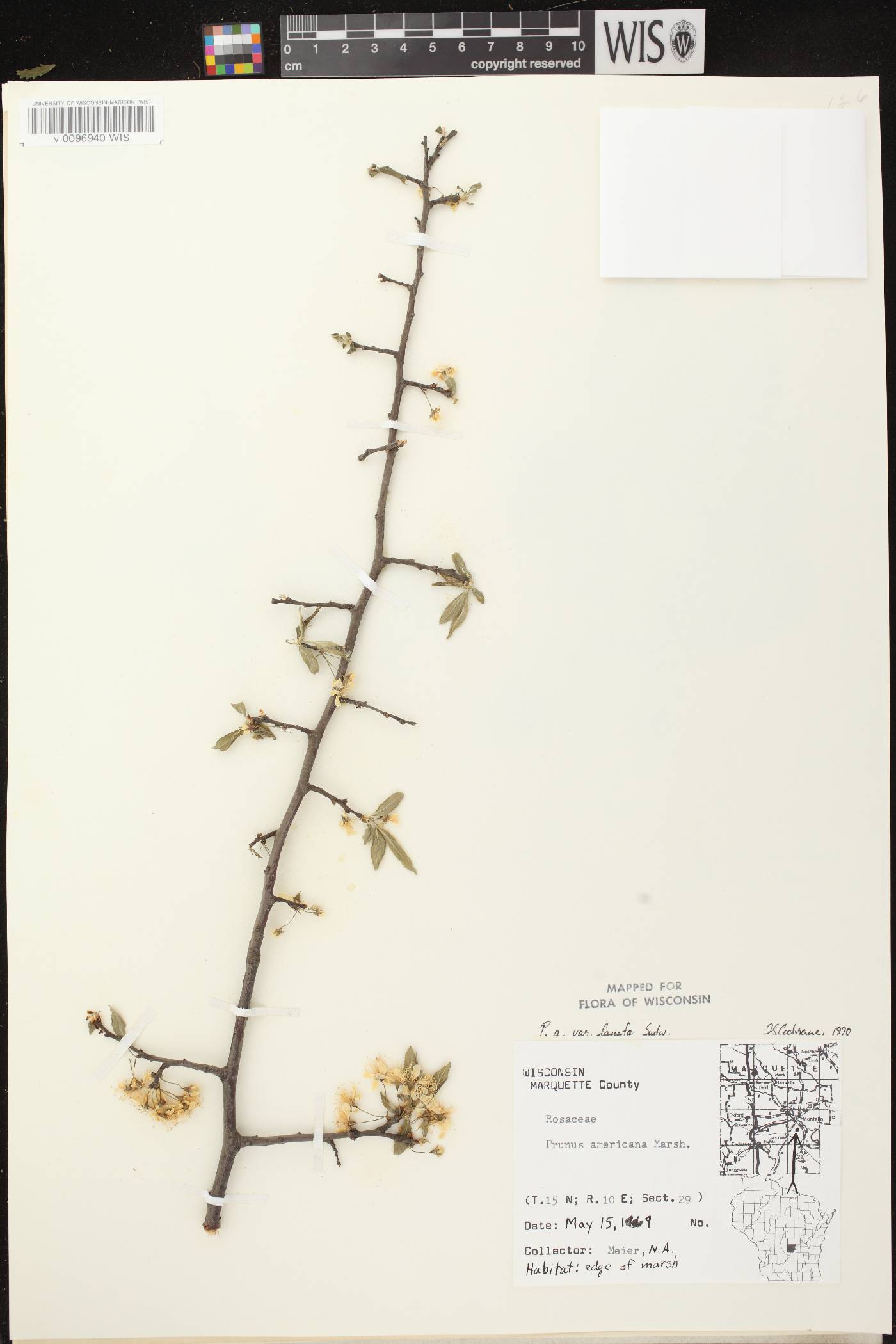 Prunus americana image