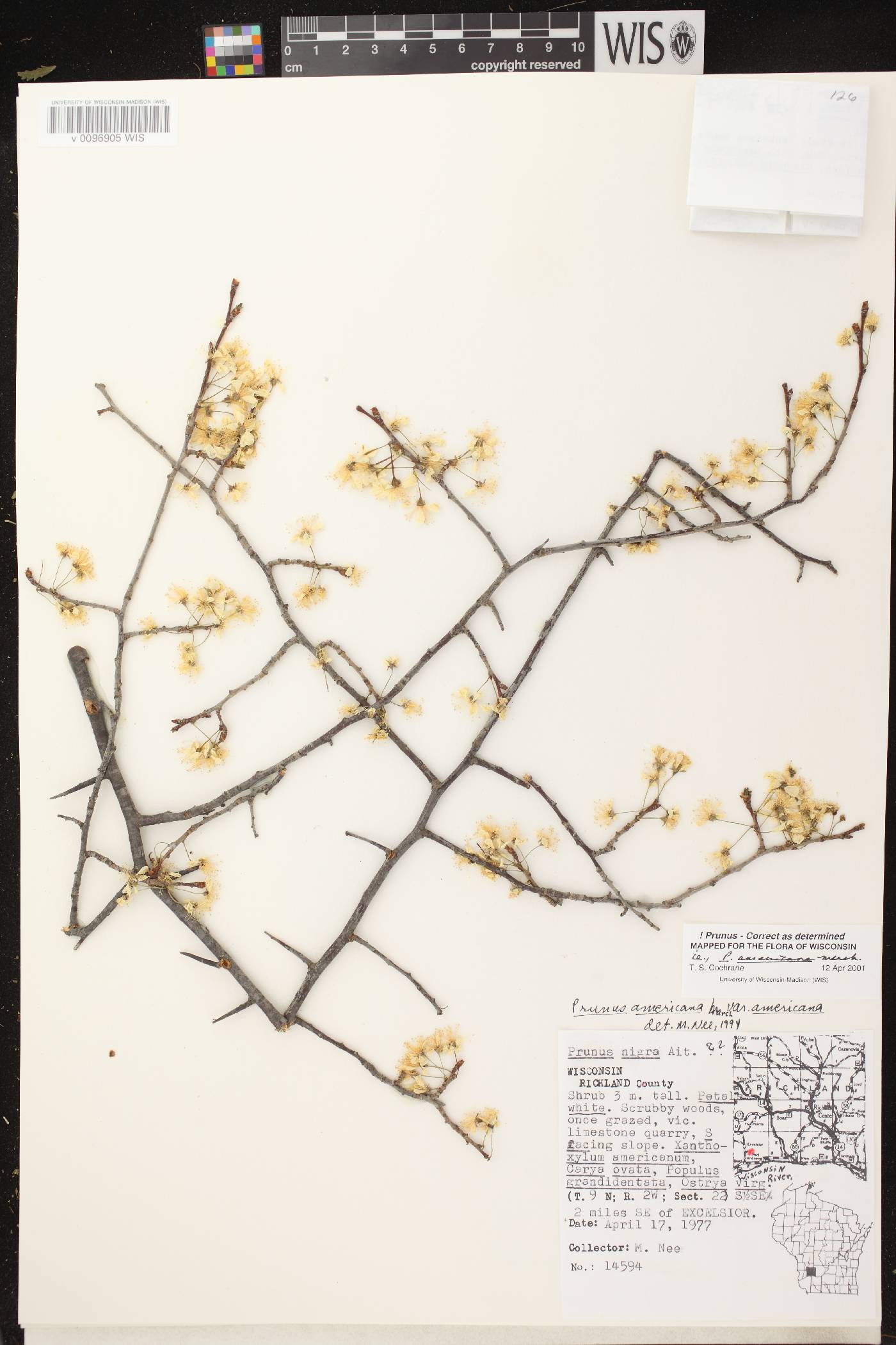 Prunus americana image