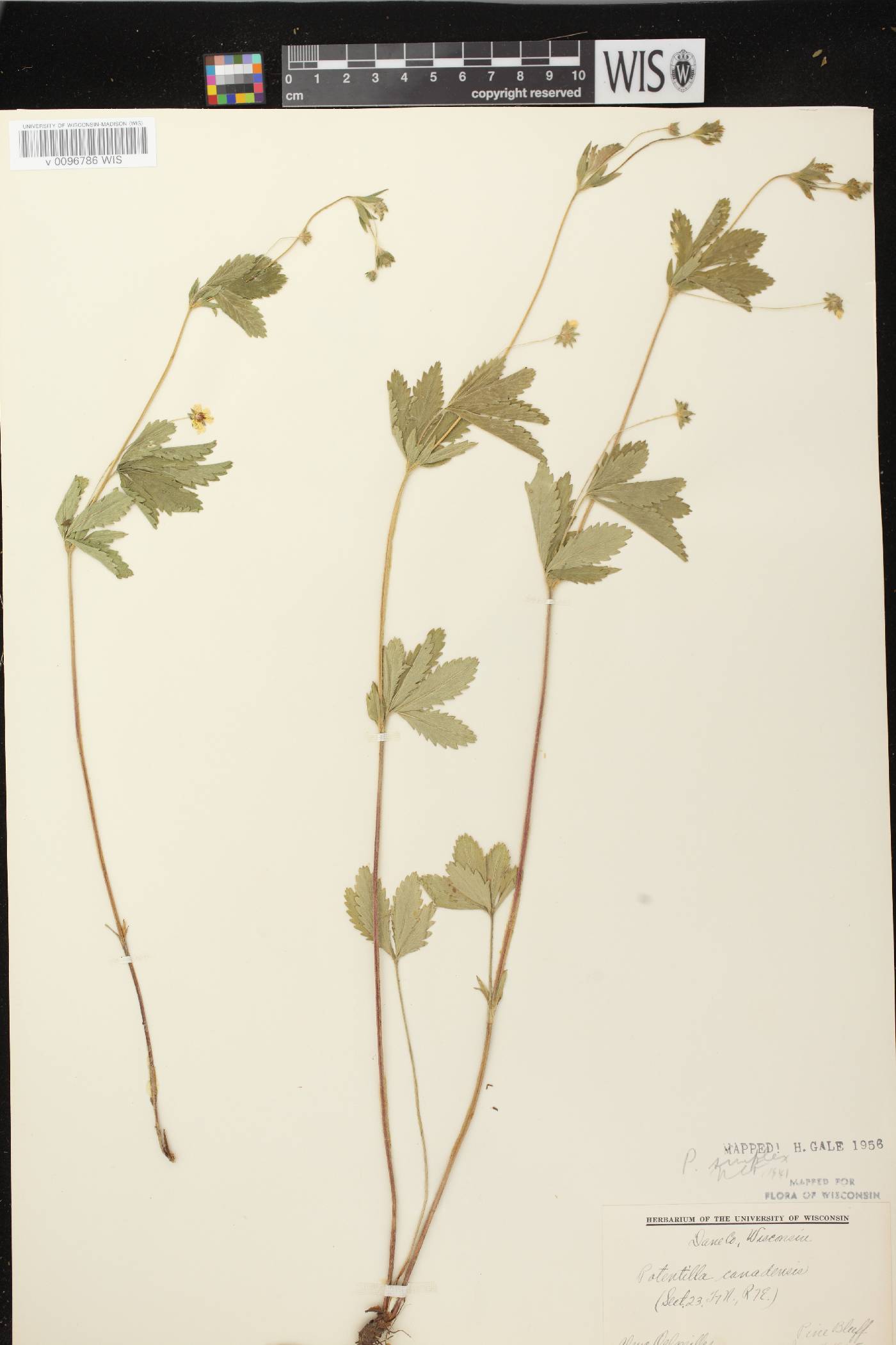 Potentilla simplex image