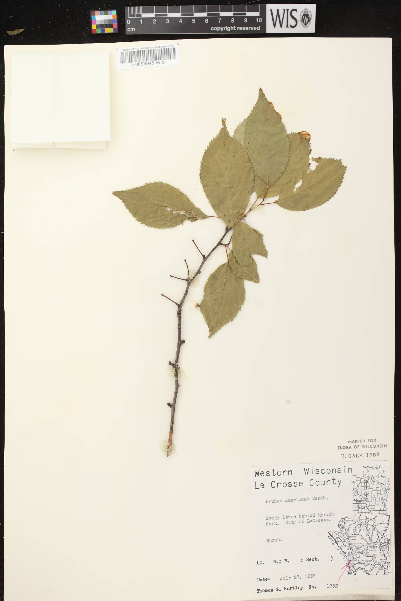 Prunus americana image