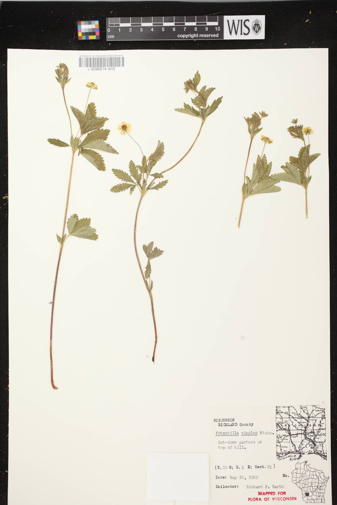 Potentilla simplex image
