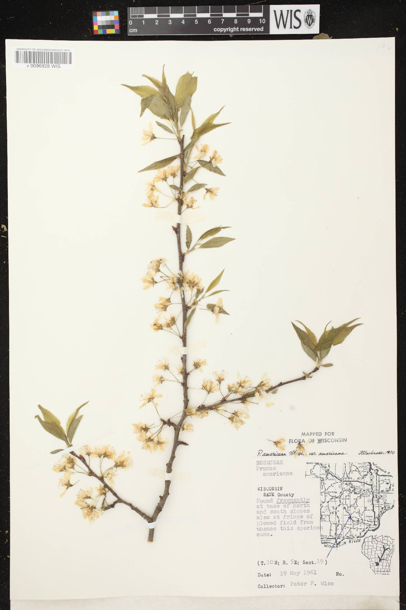Prunus americana image