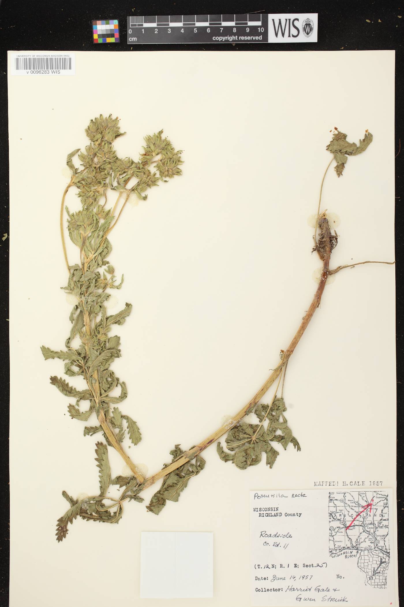 Potentilla recta image