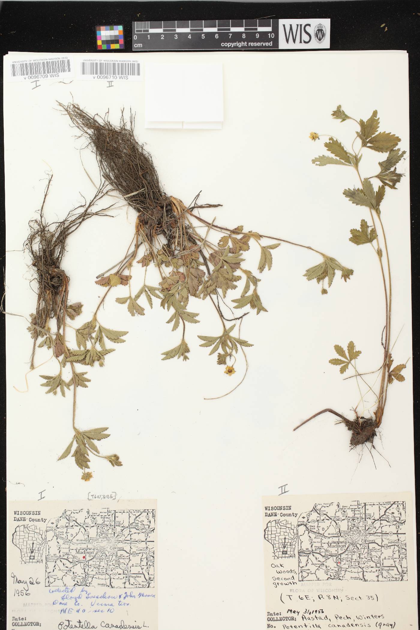 Potentilla simplex image