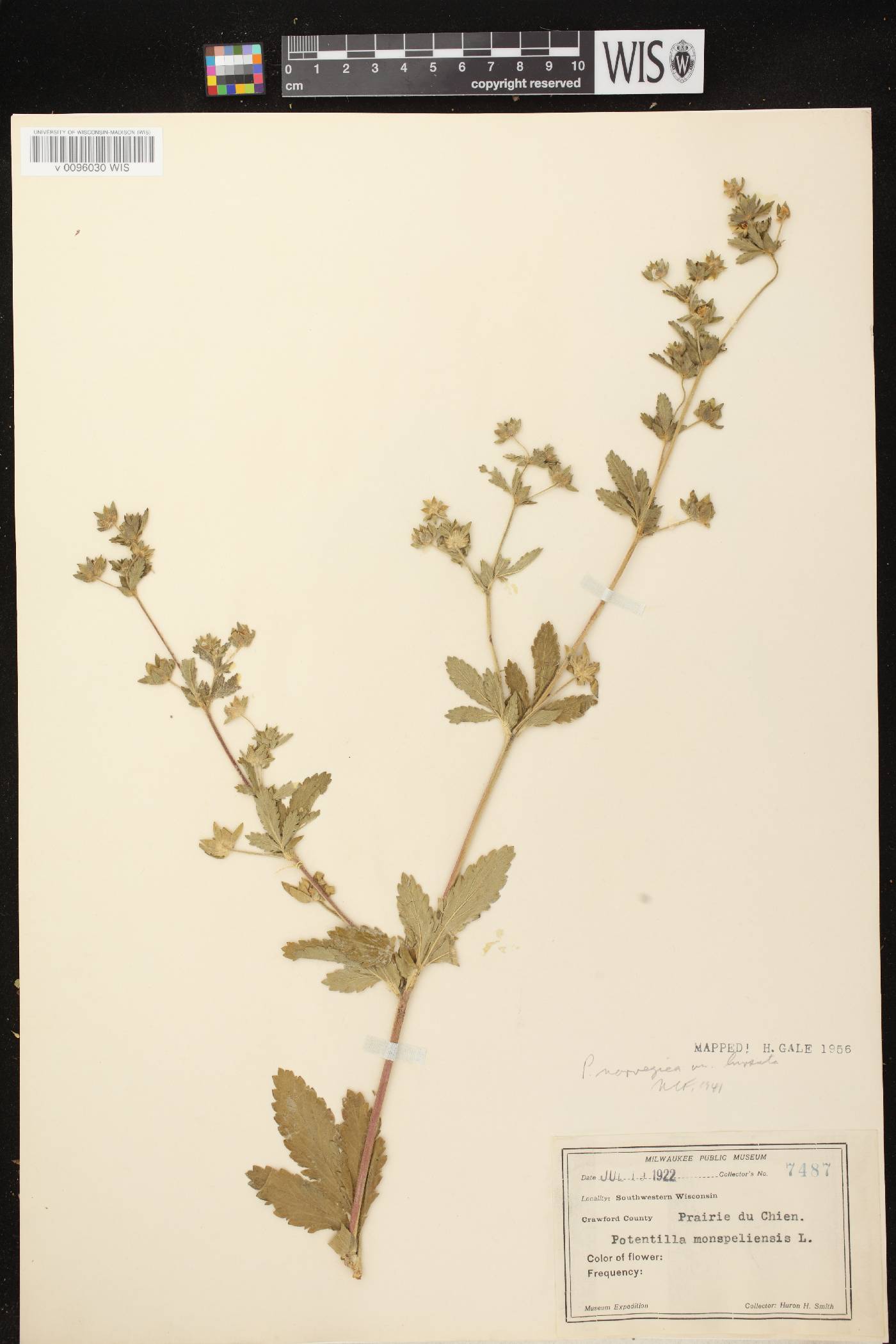 Potentilla norvegica image