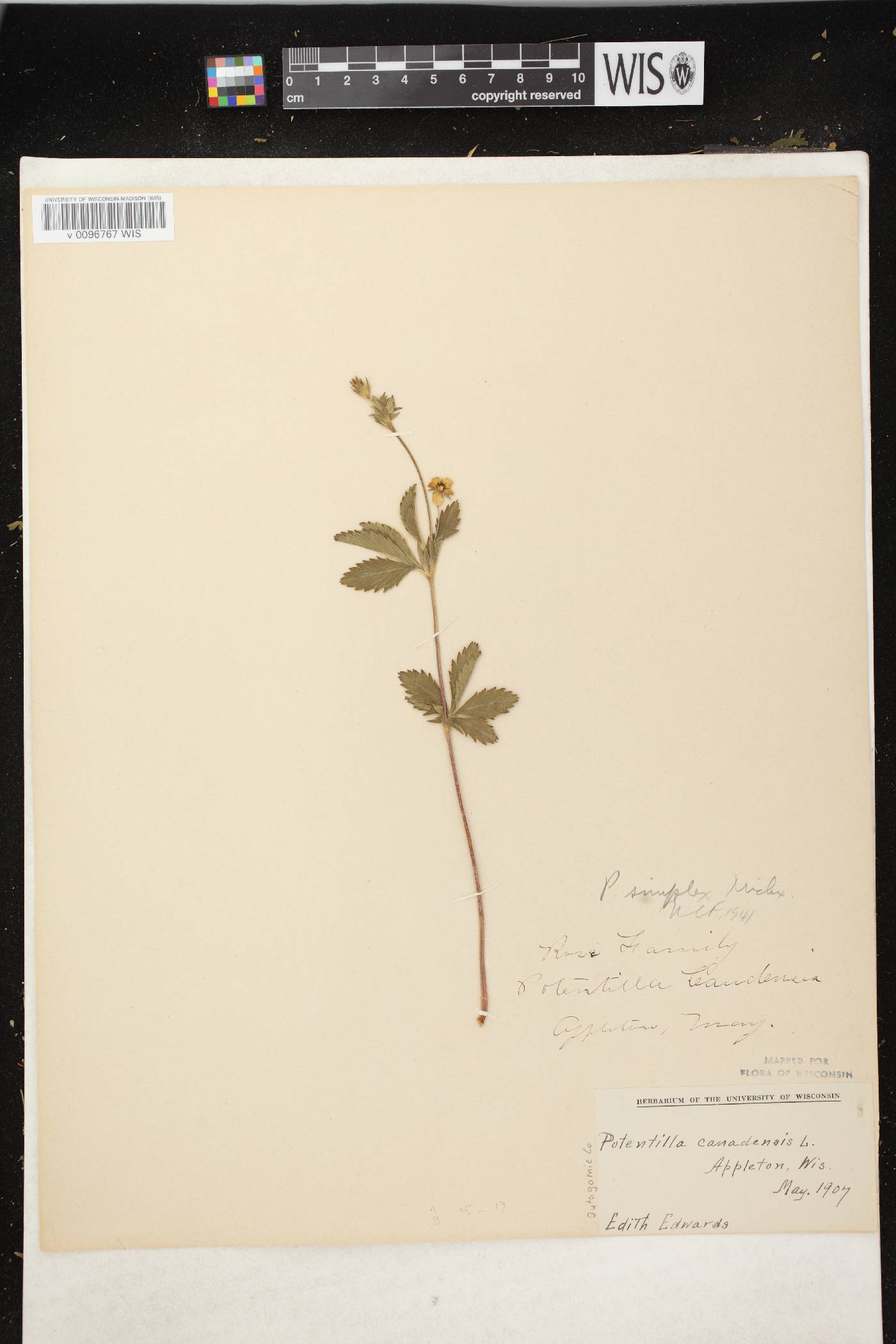 Potentilla simplex image