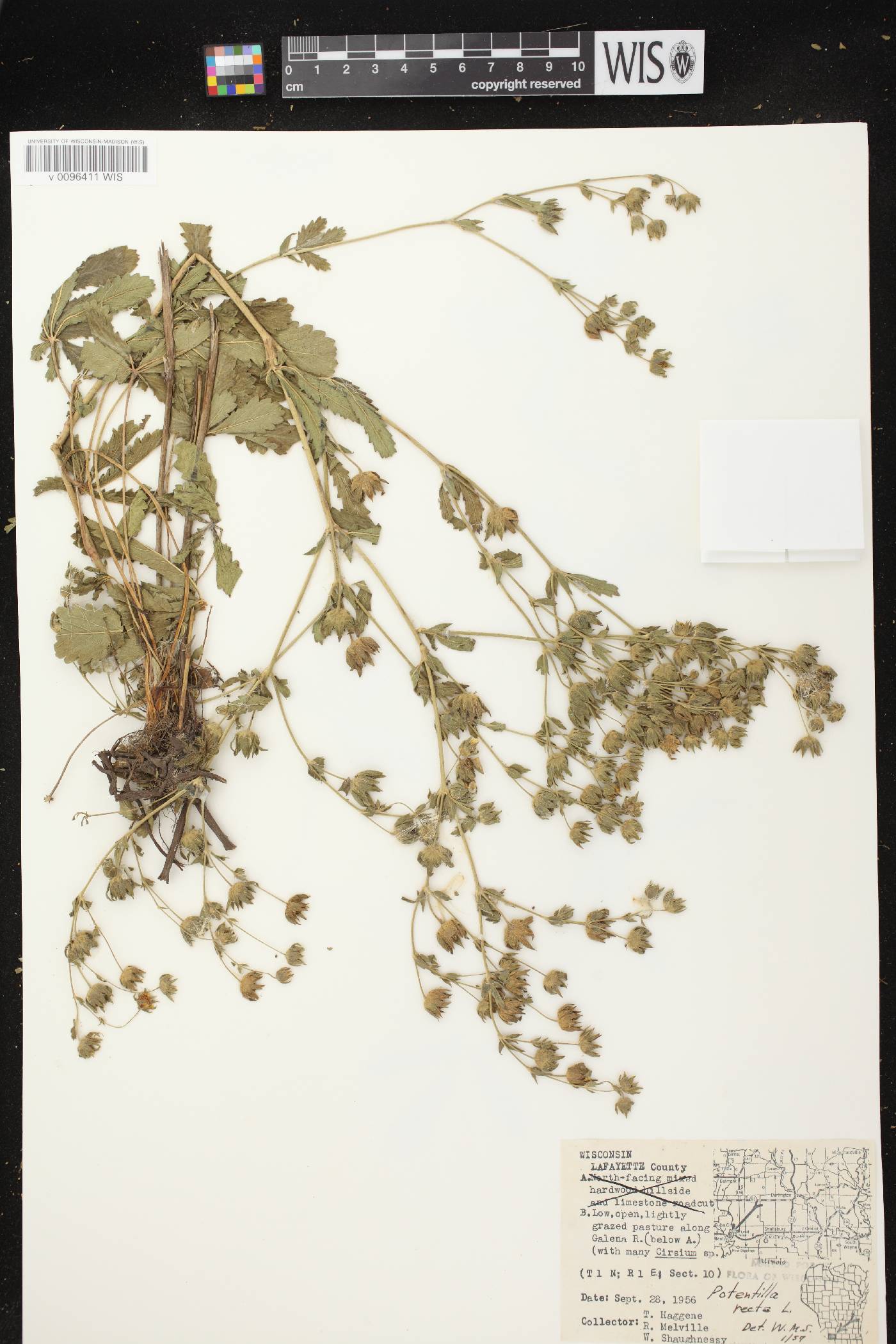 Potentilla recta image