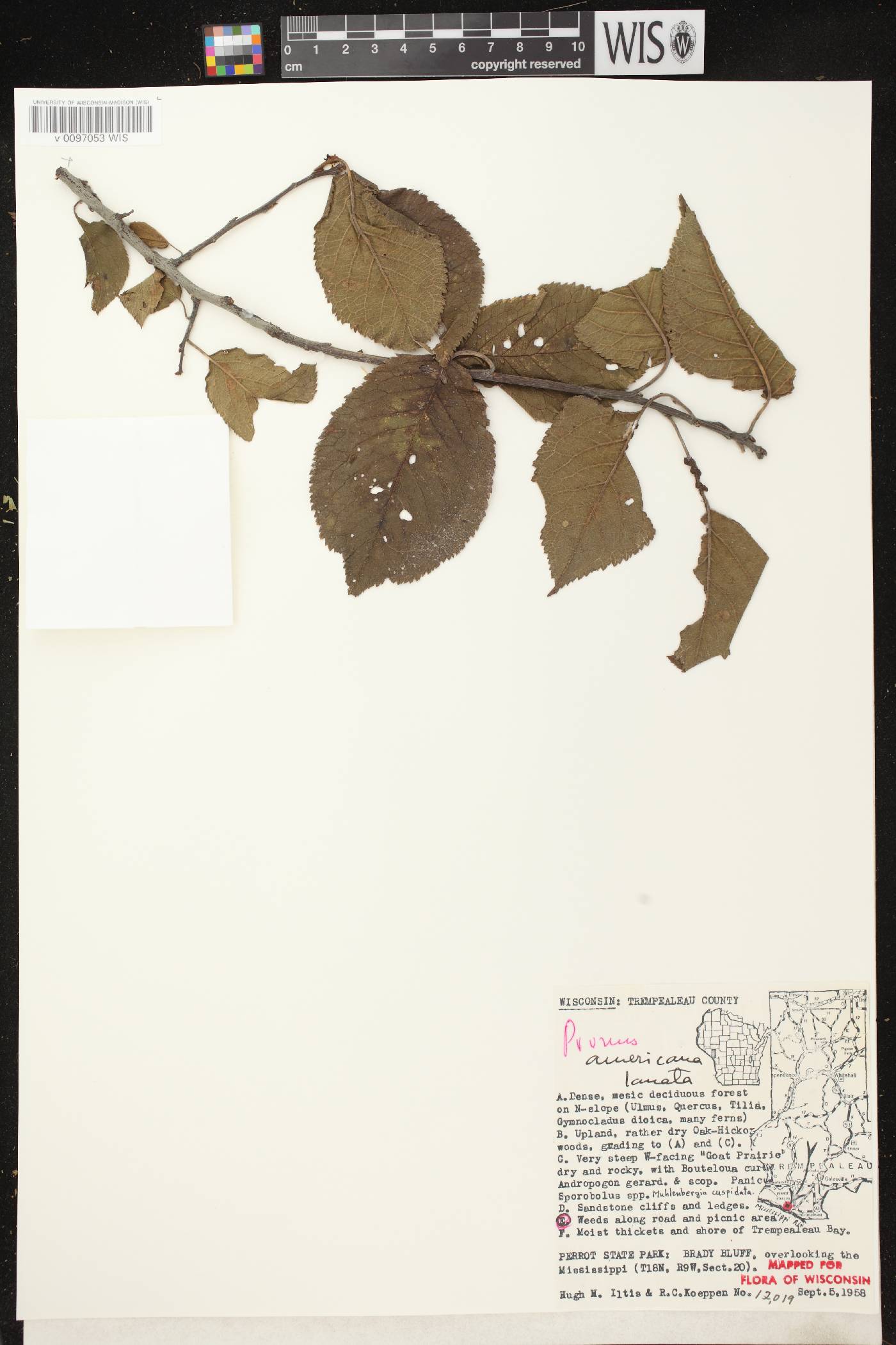 Prunus americana image