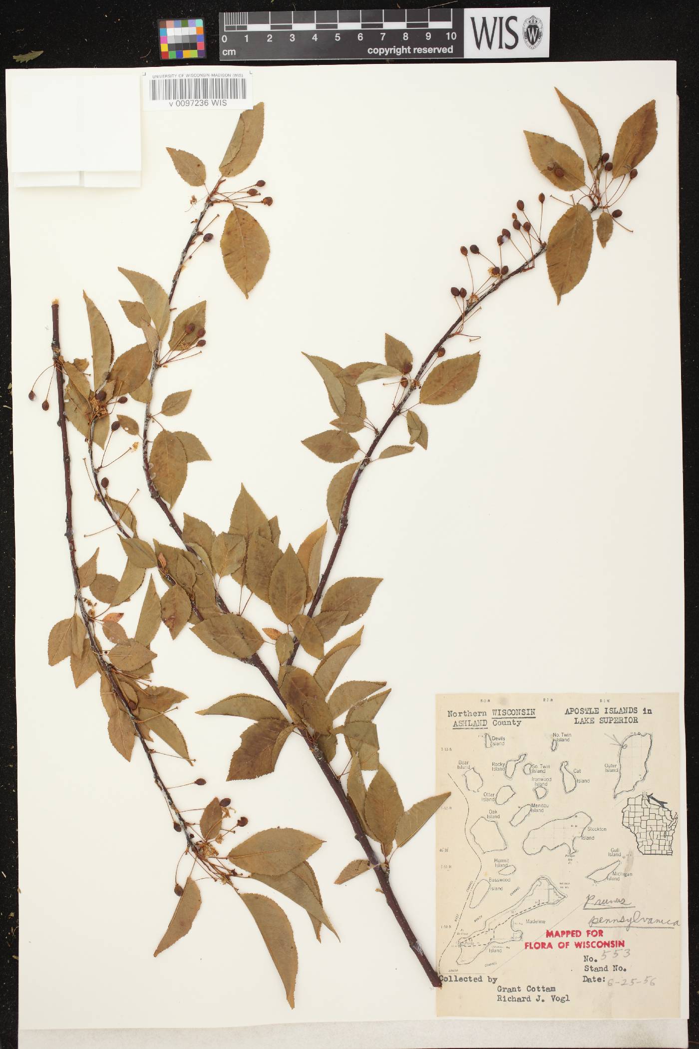 Prunus pensylvanica image