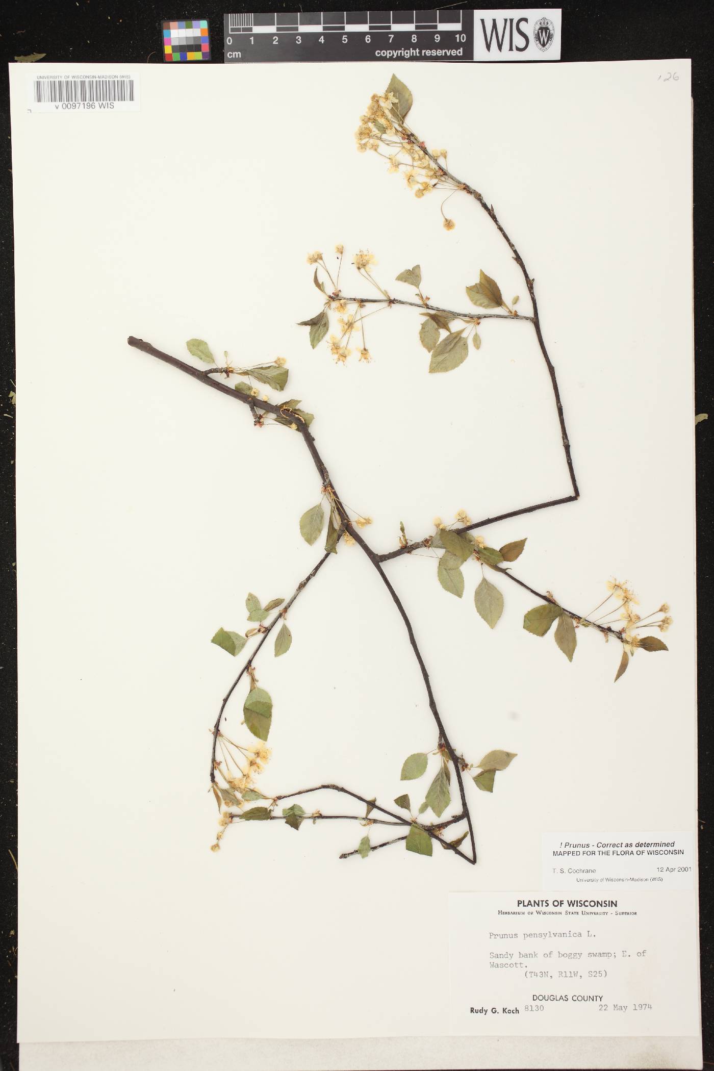 Prunus pensylvanica image
