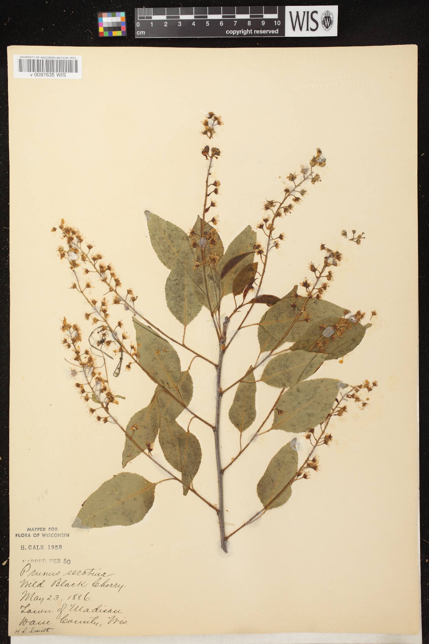 Prunus serotina var. serotina image