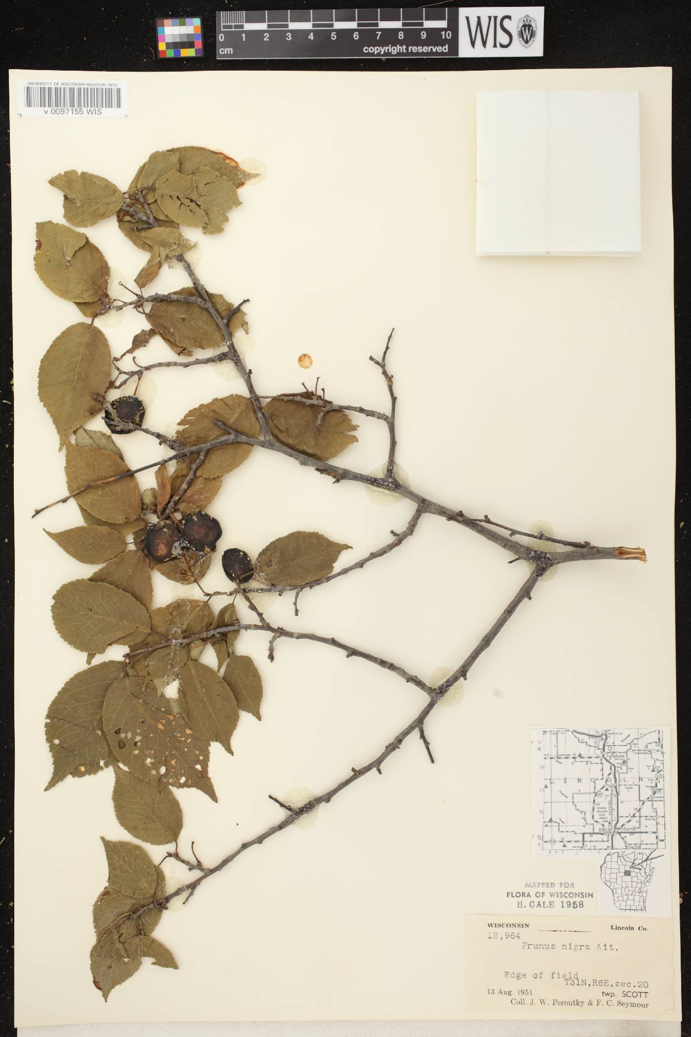 Prunus nigra image