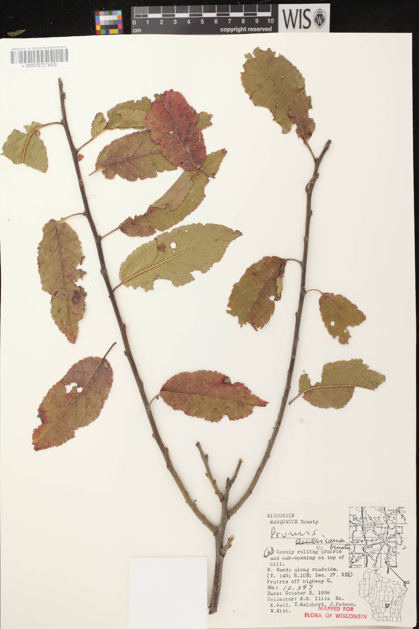 Prunus americana image