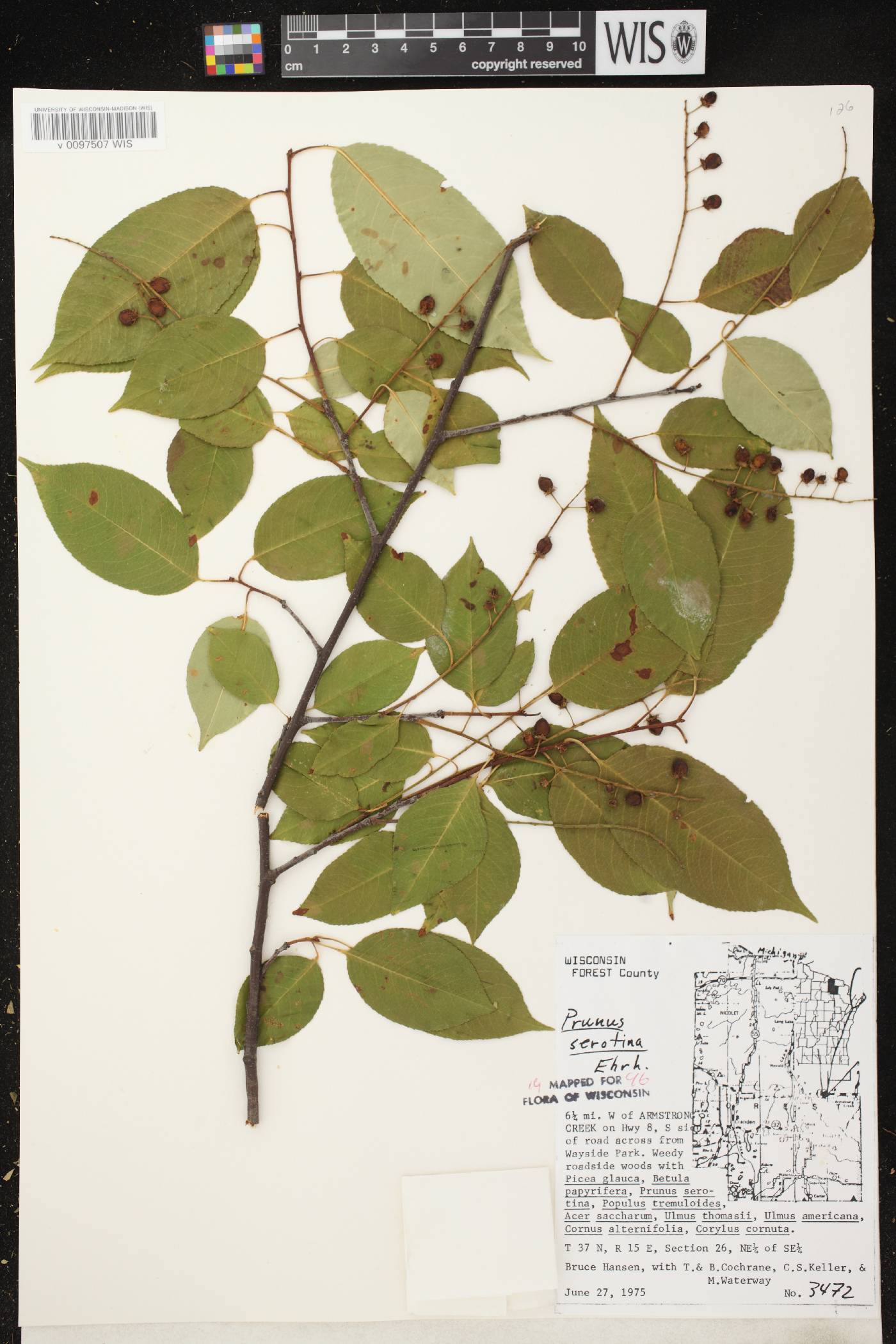 Prunus serotina image