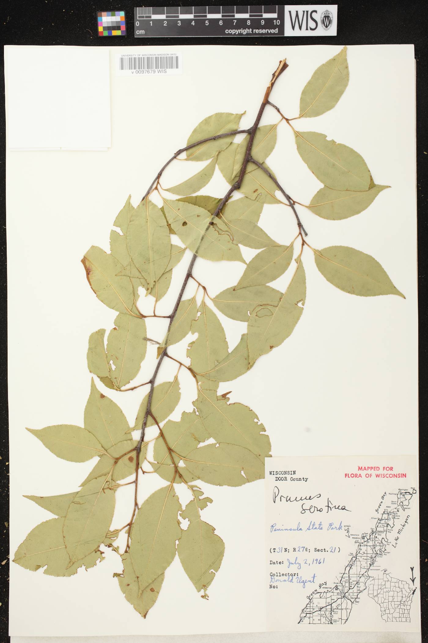 Prunus serotina image