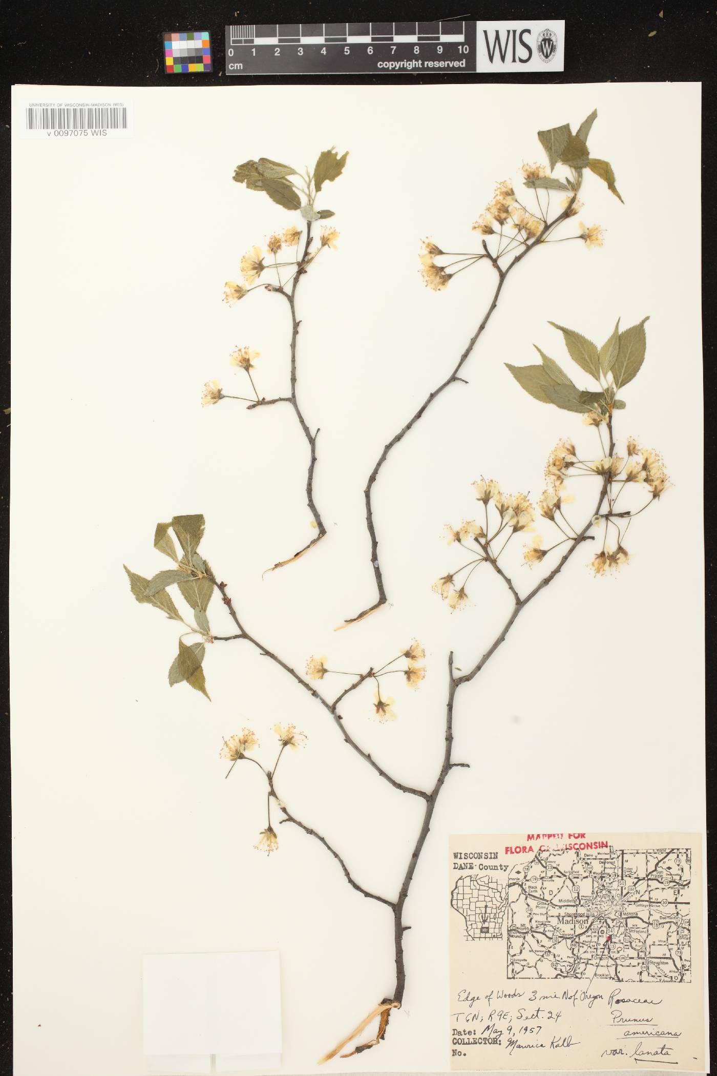 Prunus americana image