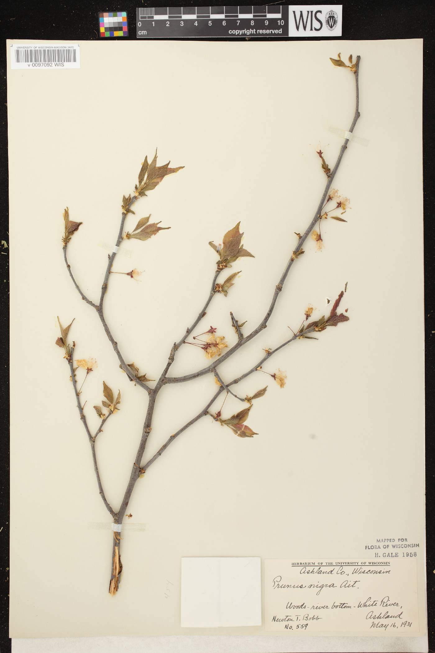 Prunus nigra image