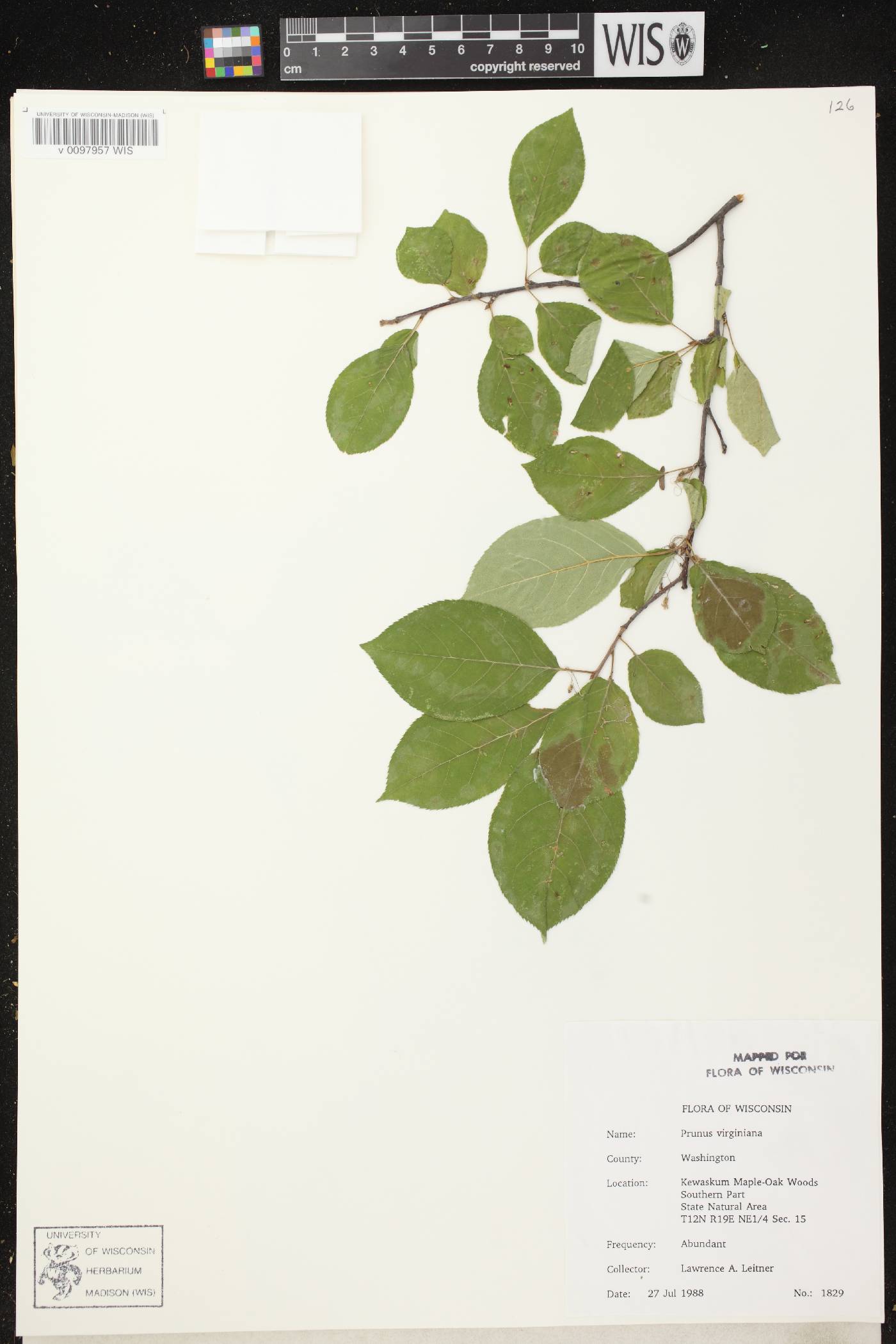 Prunus virginiana image