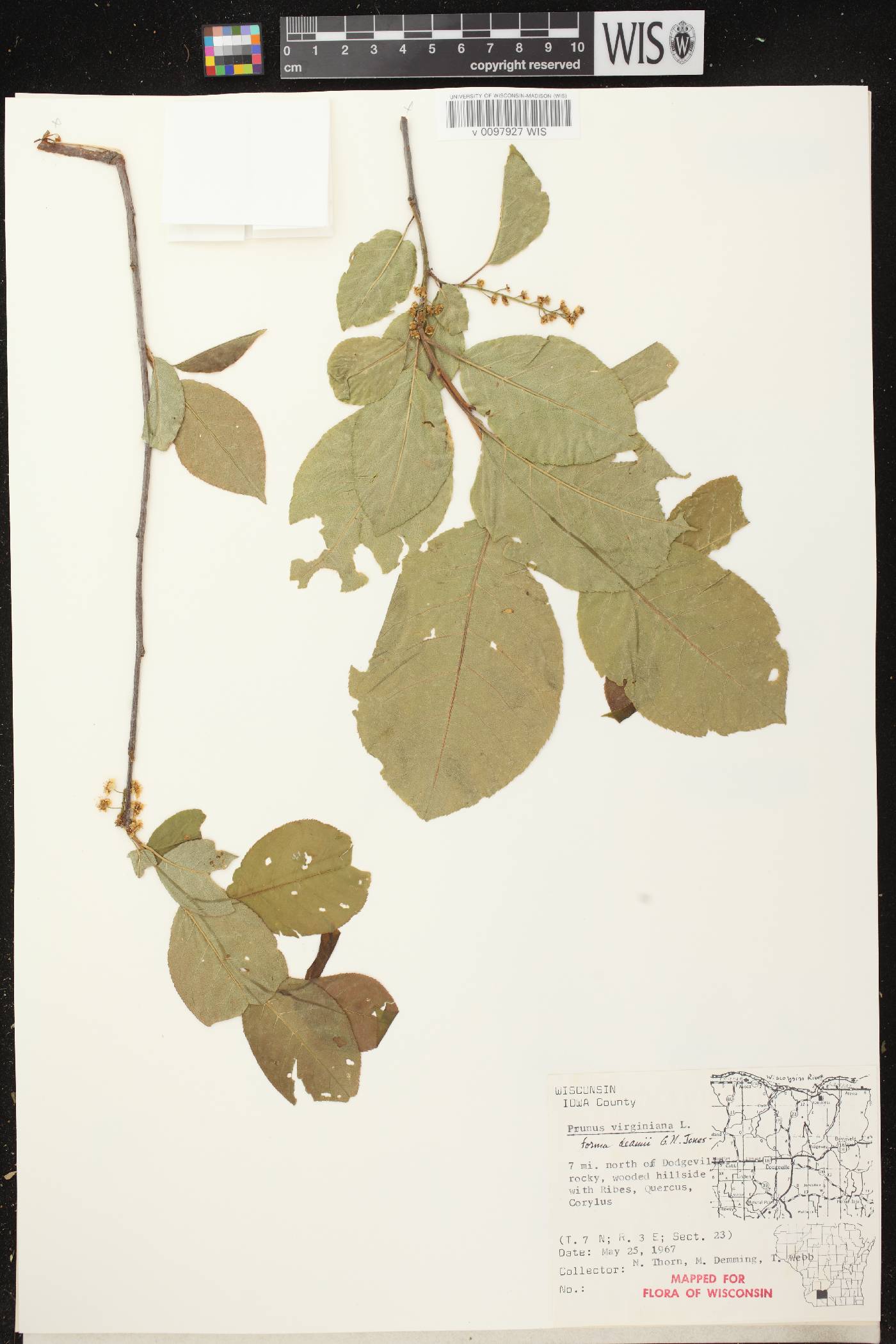 Prunus virginiana image