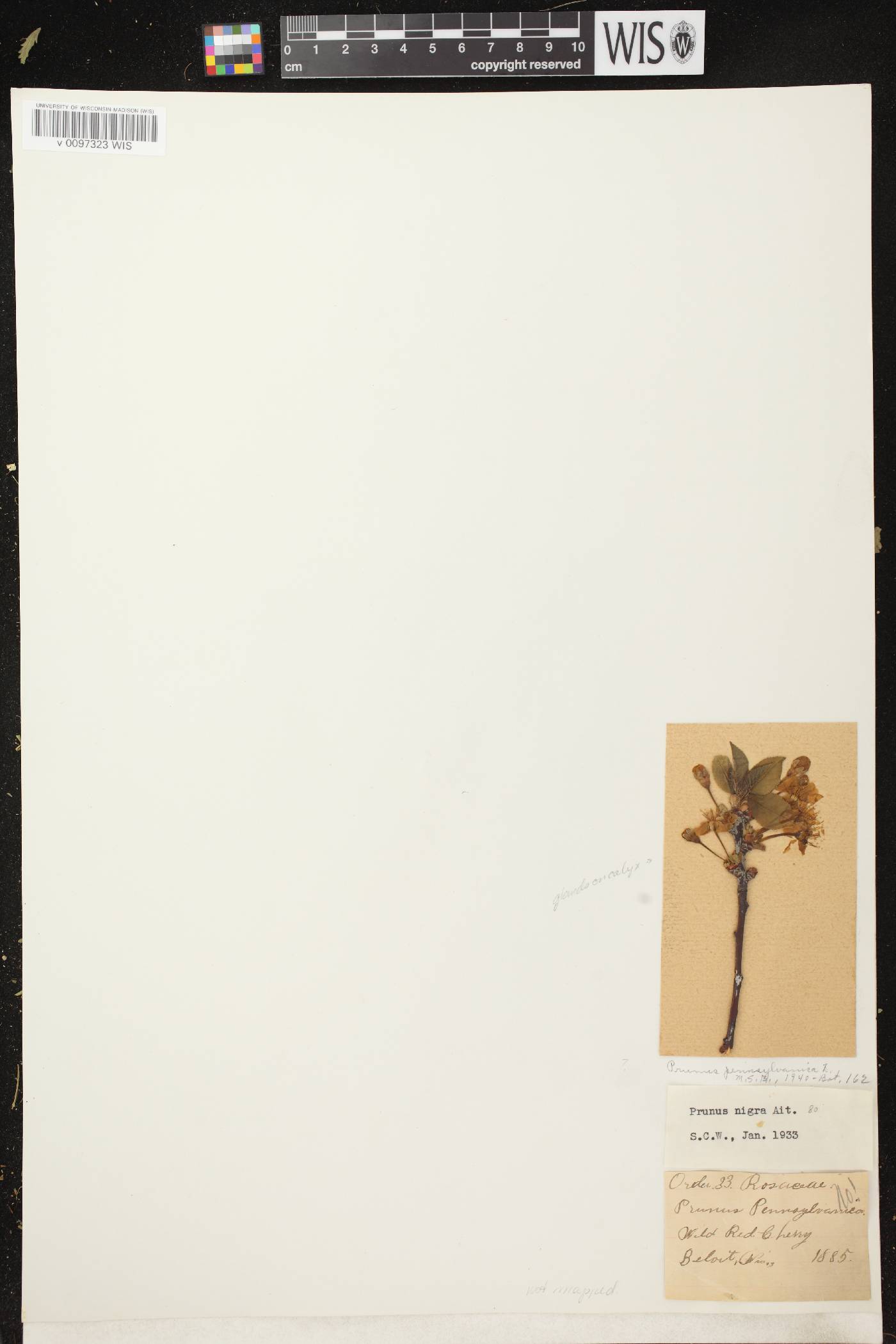 Prunus pensylvanica image