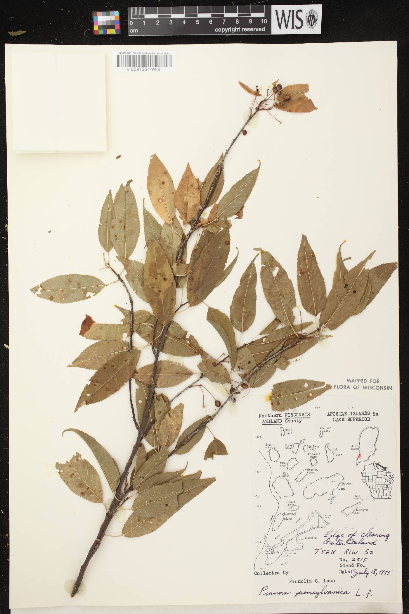 Prunus pensylvanica image