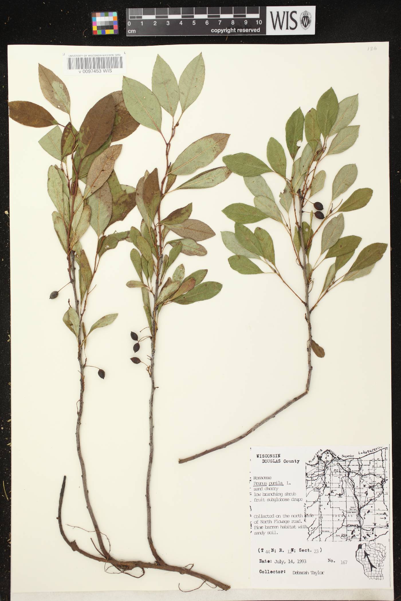 Prunus pumila image