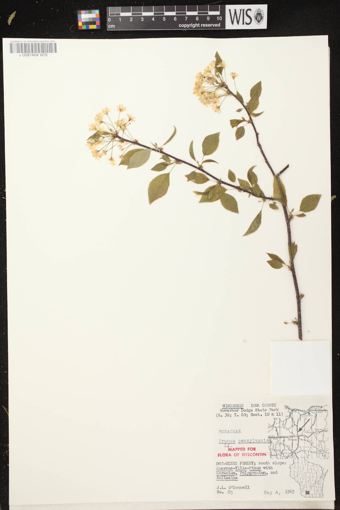 Prunus pensylvanica image