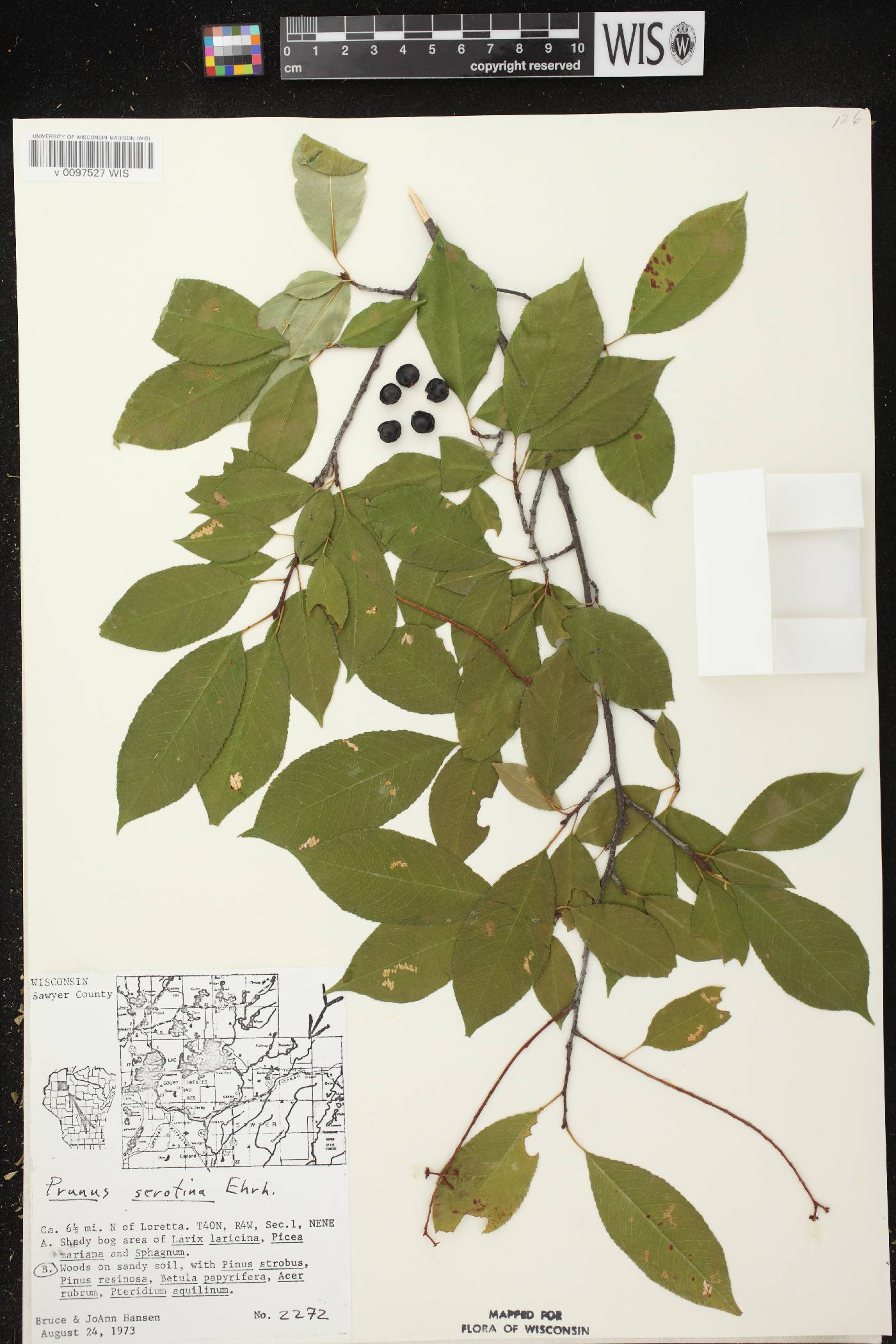 Prunus serotina var. serotina image