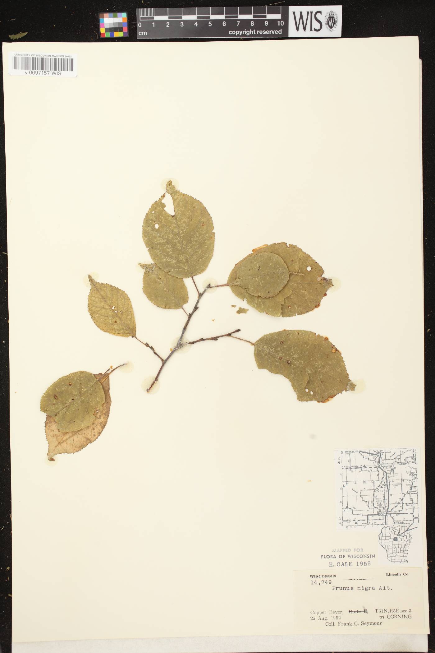 Prunus nigra image