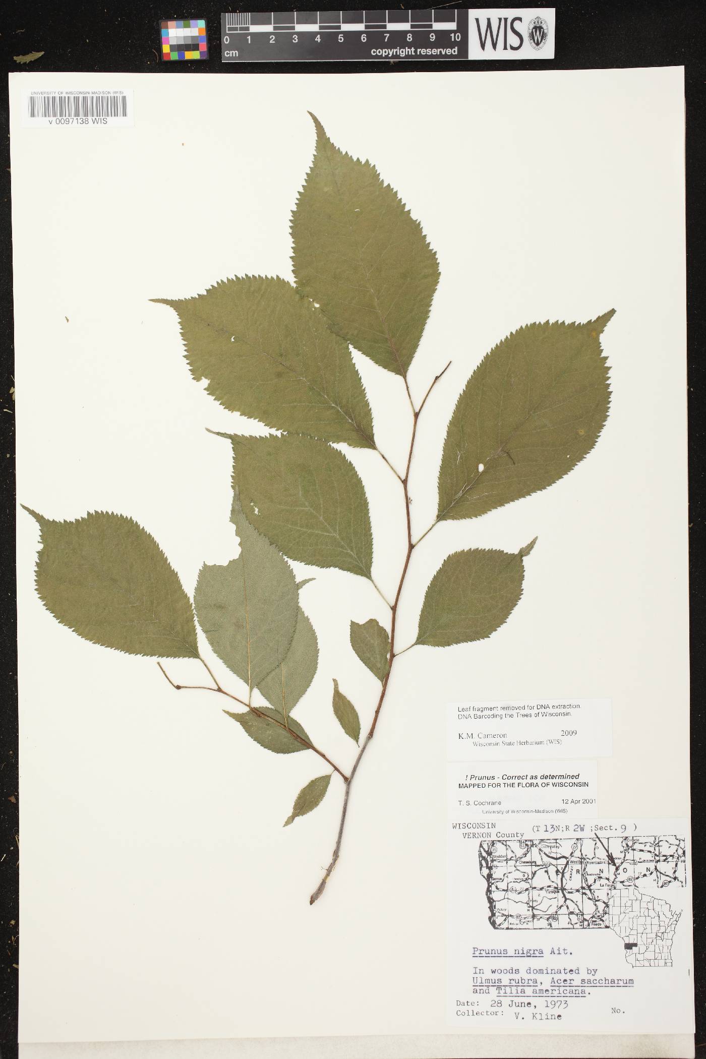 Prunus nigra image