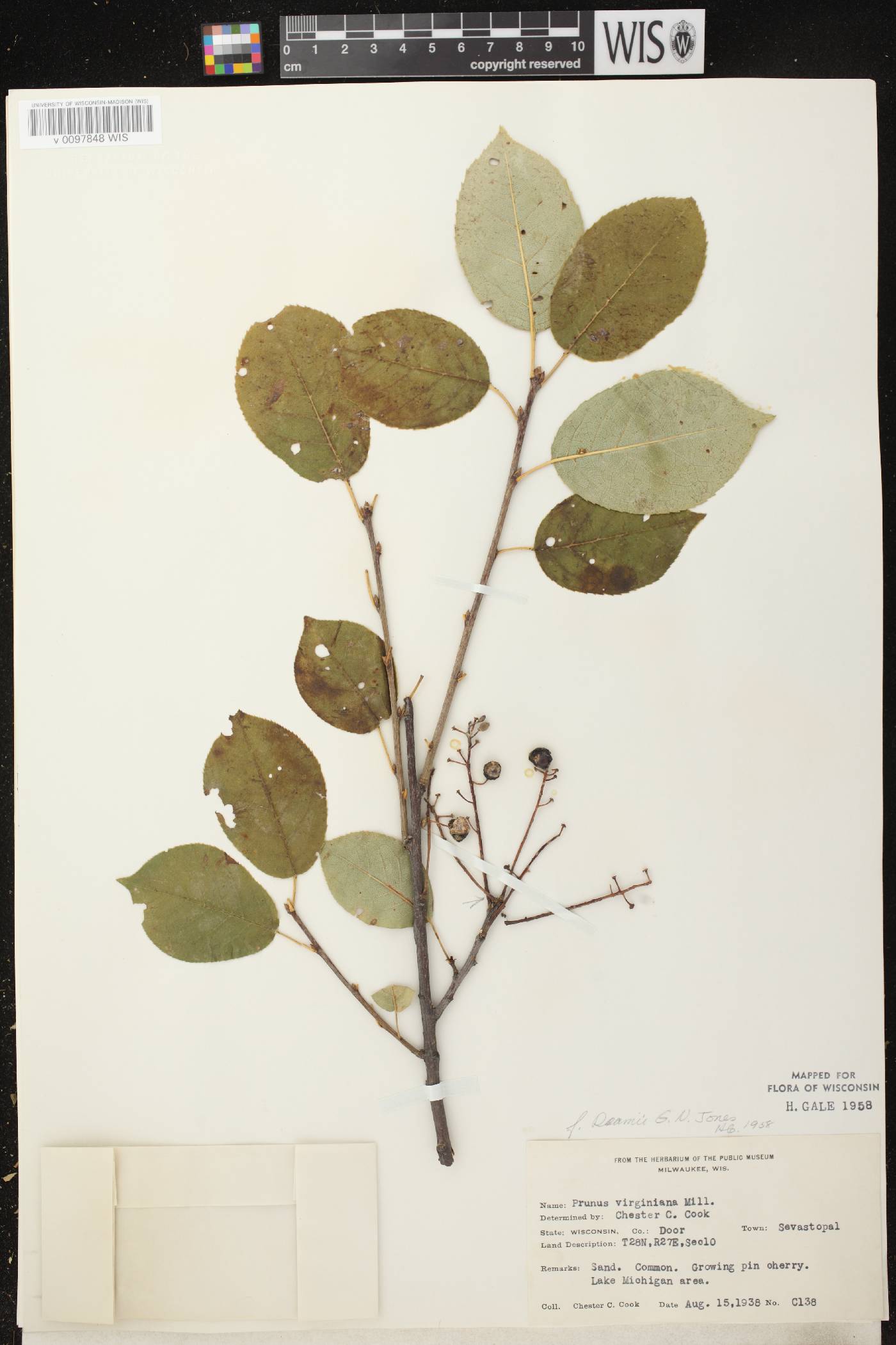 Prunus virginiana image