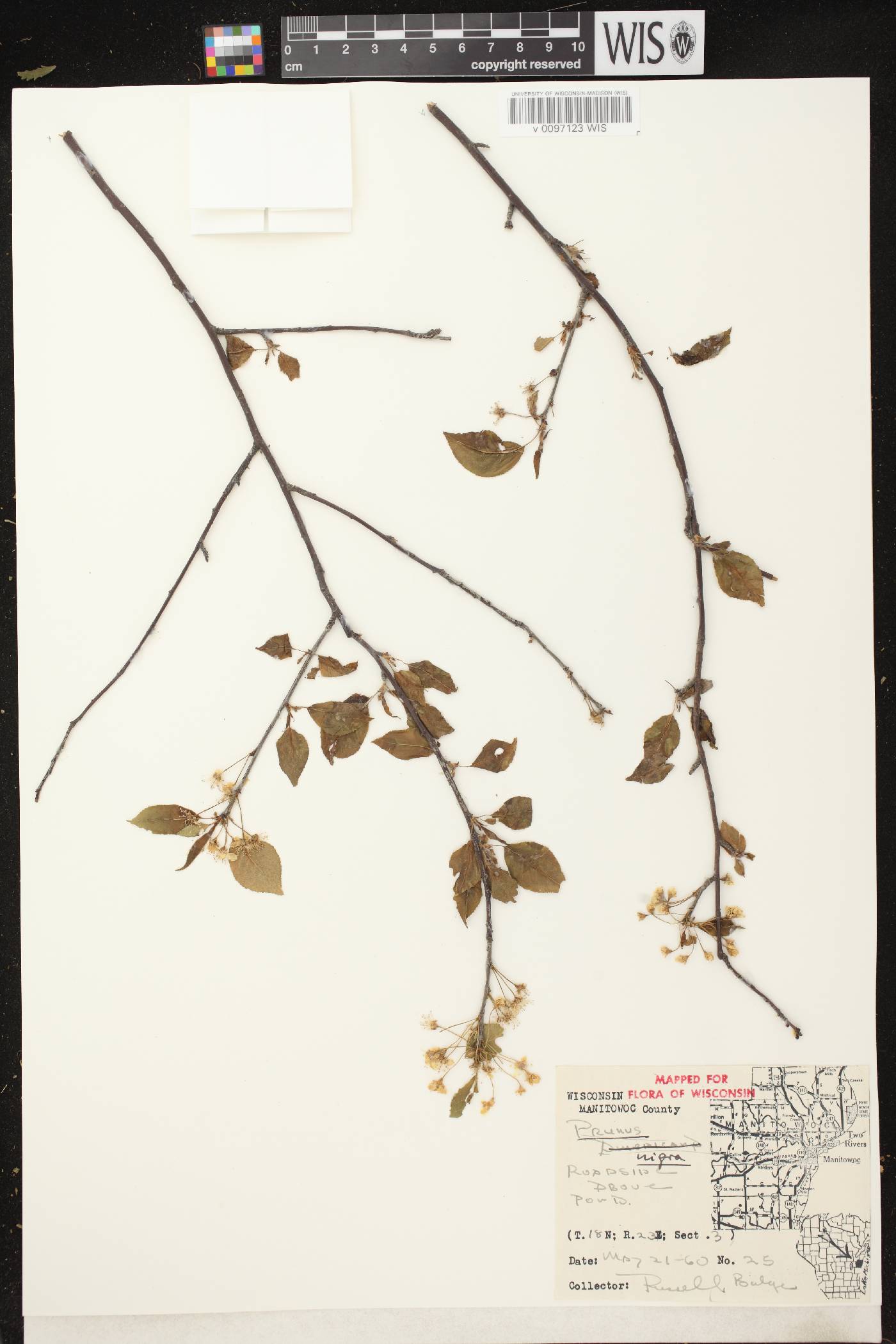 Prunus nigra image