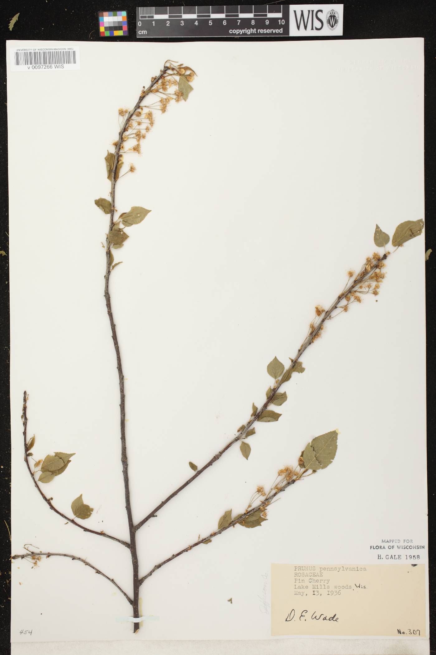 Prunus pensylvanica image