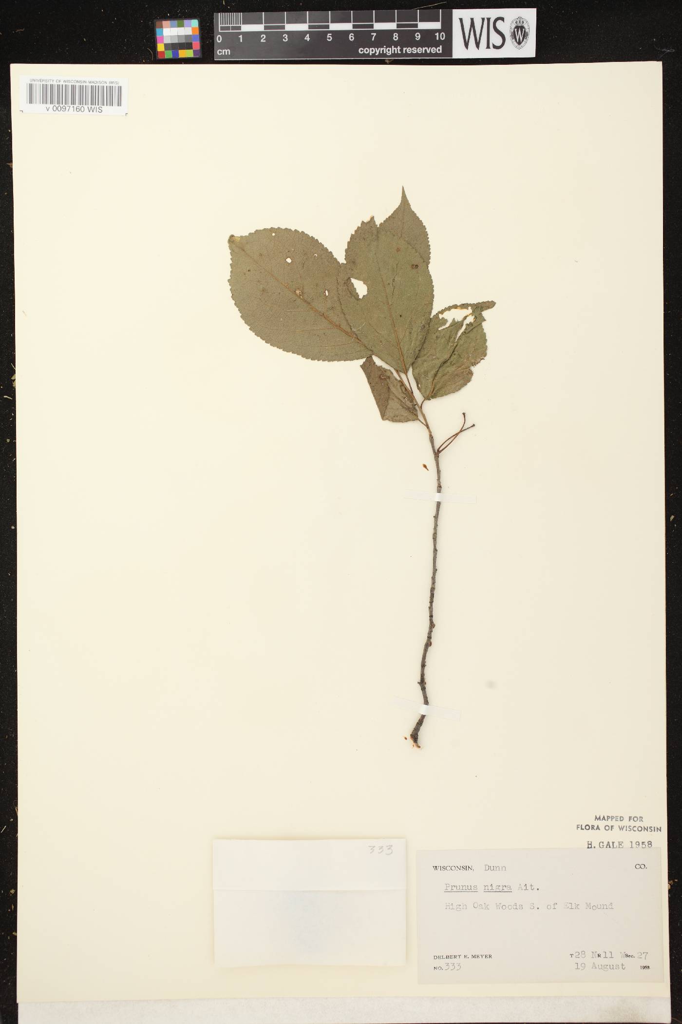 Prunus nigra image