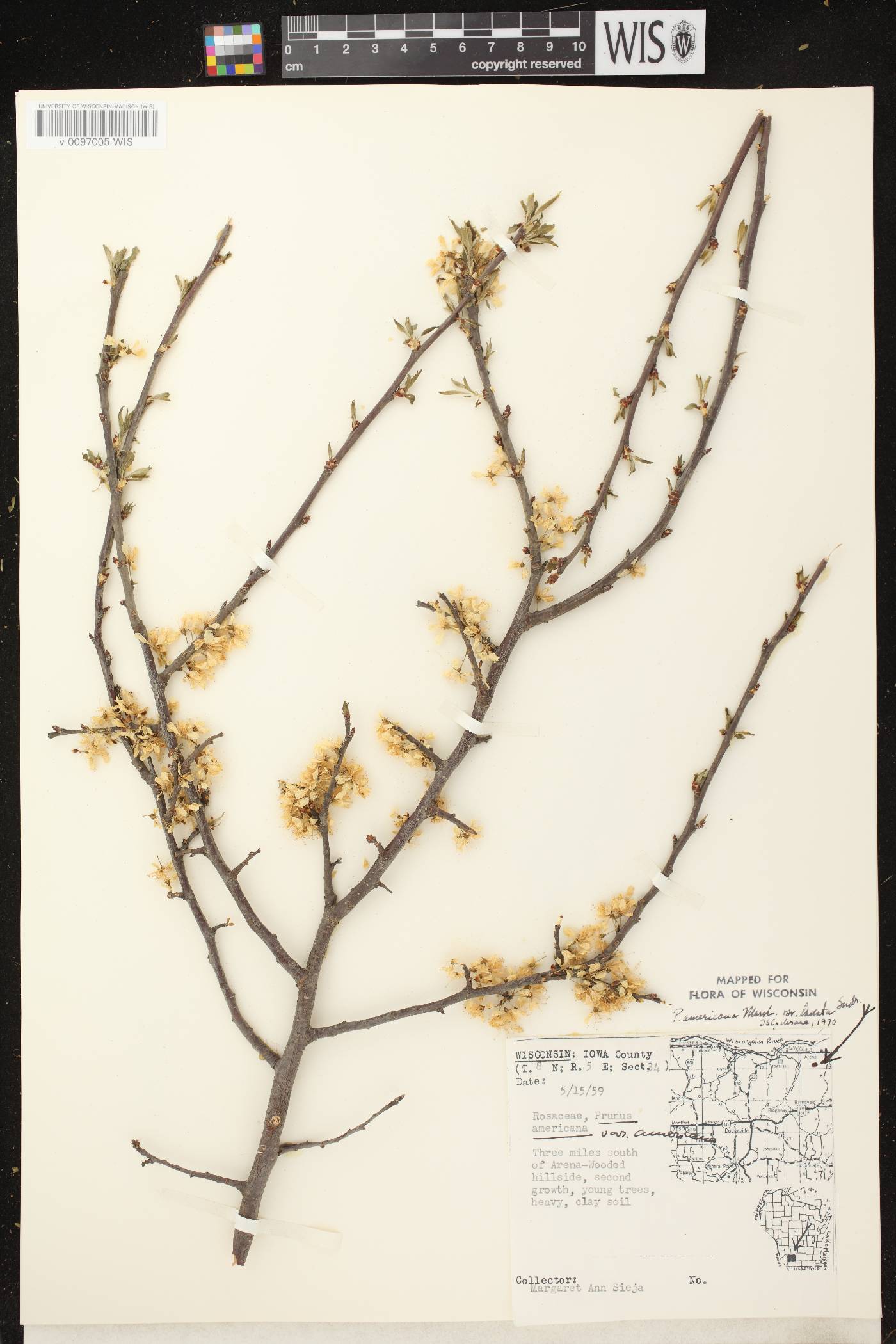 Prunus americana image