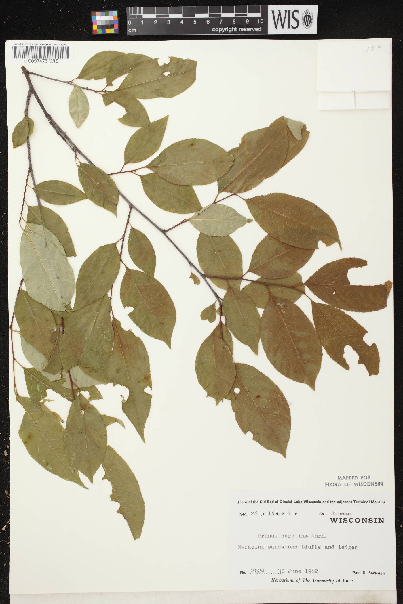Prunus serotina var. serotina image