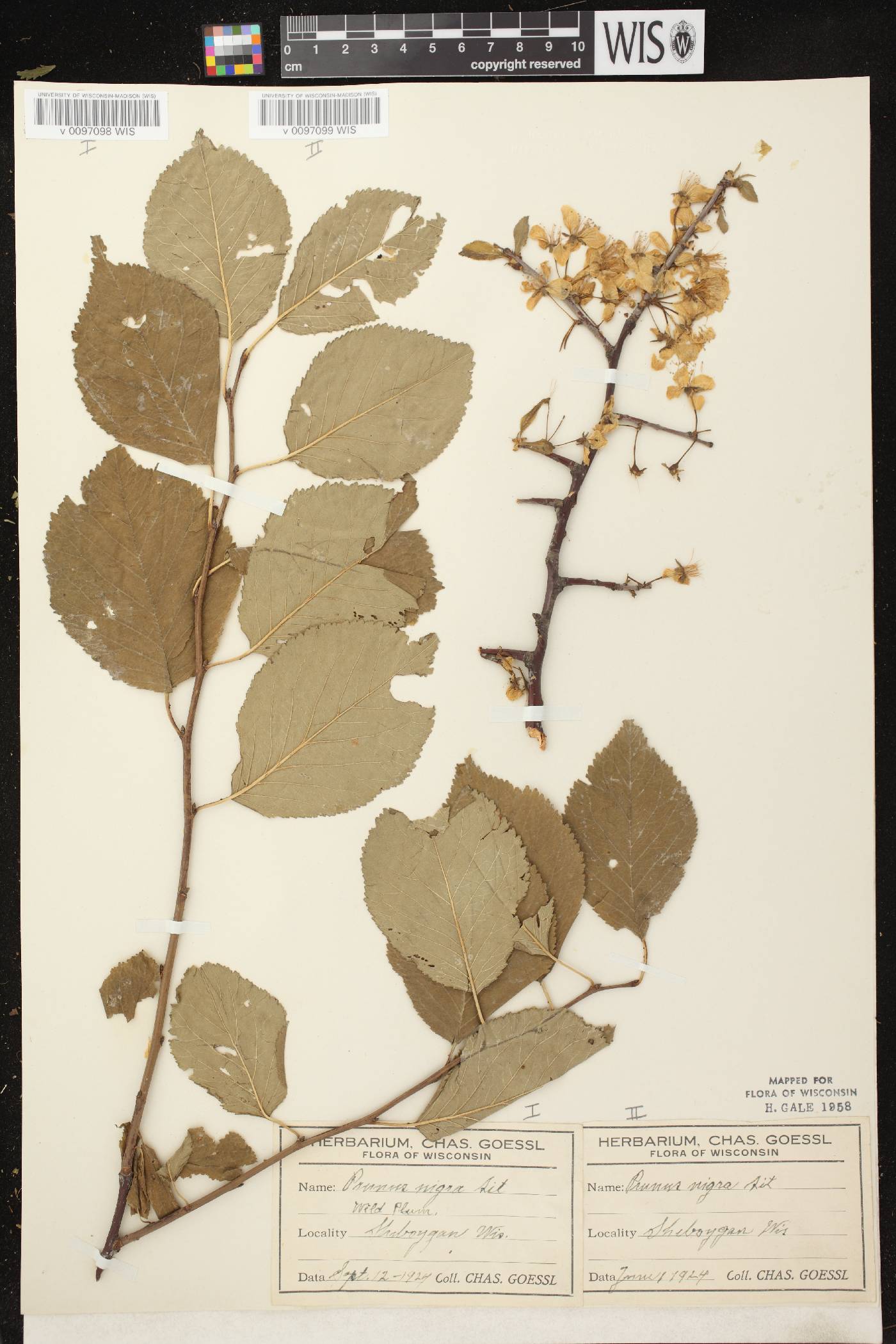 Prunus nigra image